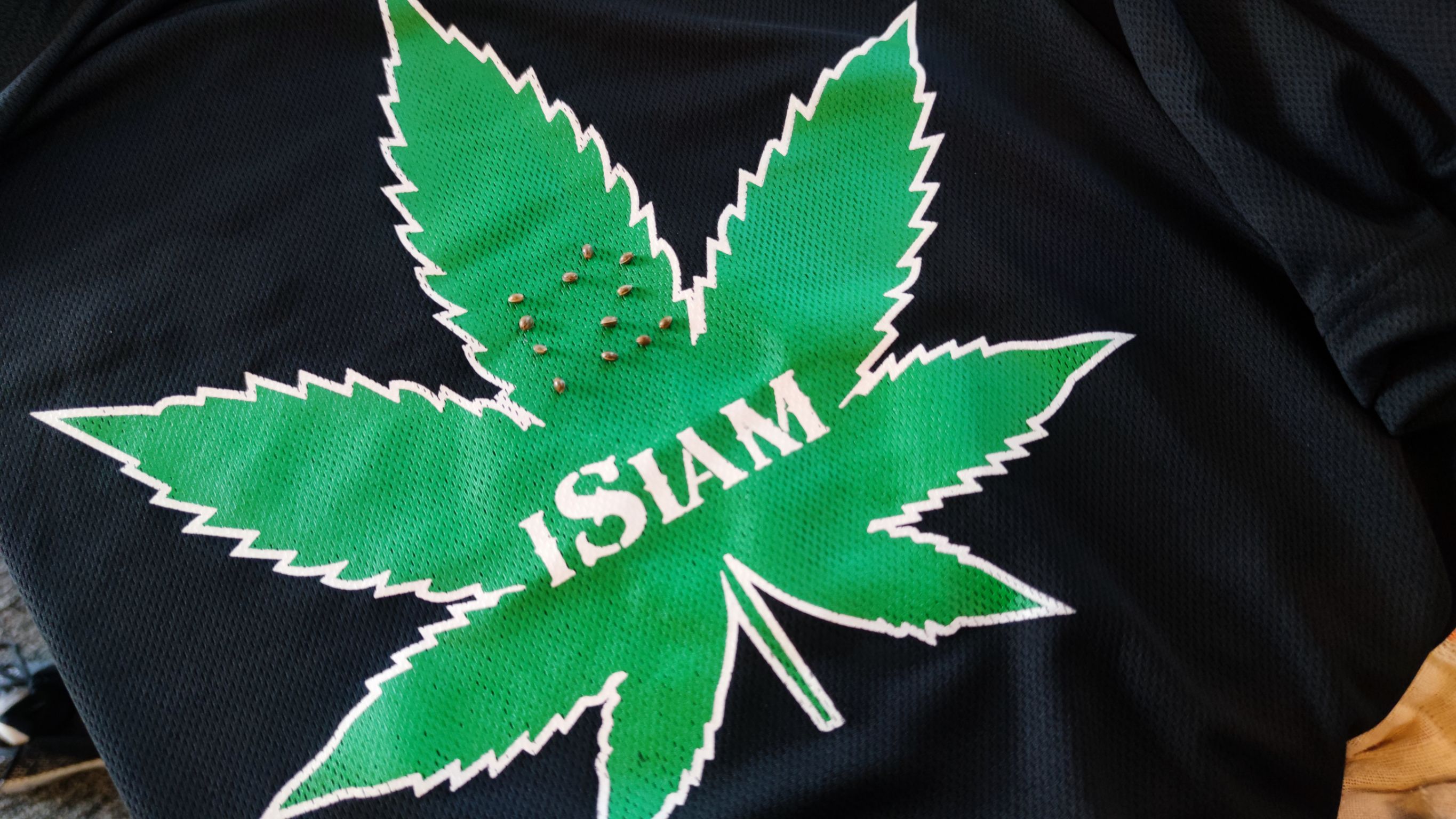 เมล็ดกัญชา หางกระรอกภูพาน พันธุ์แท้ ออแกนิค ไอสยาม !โปรดระวังของปลอม!