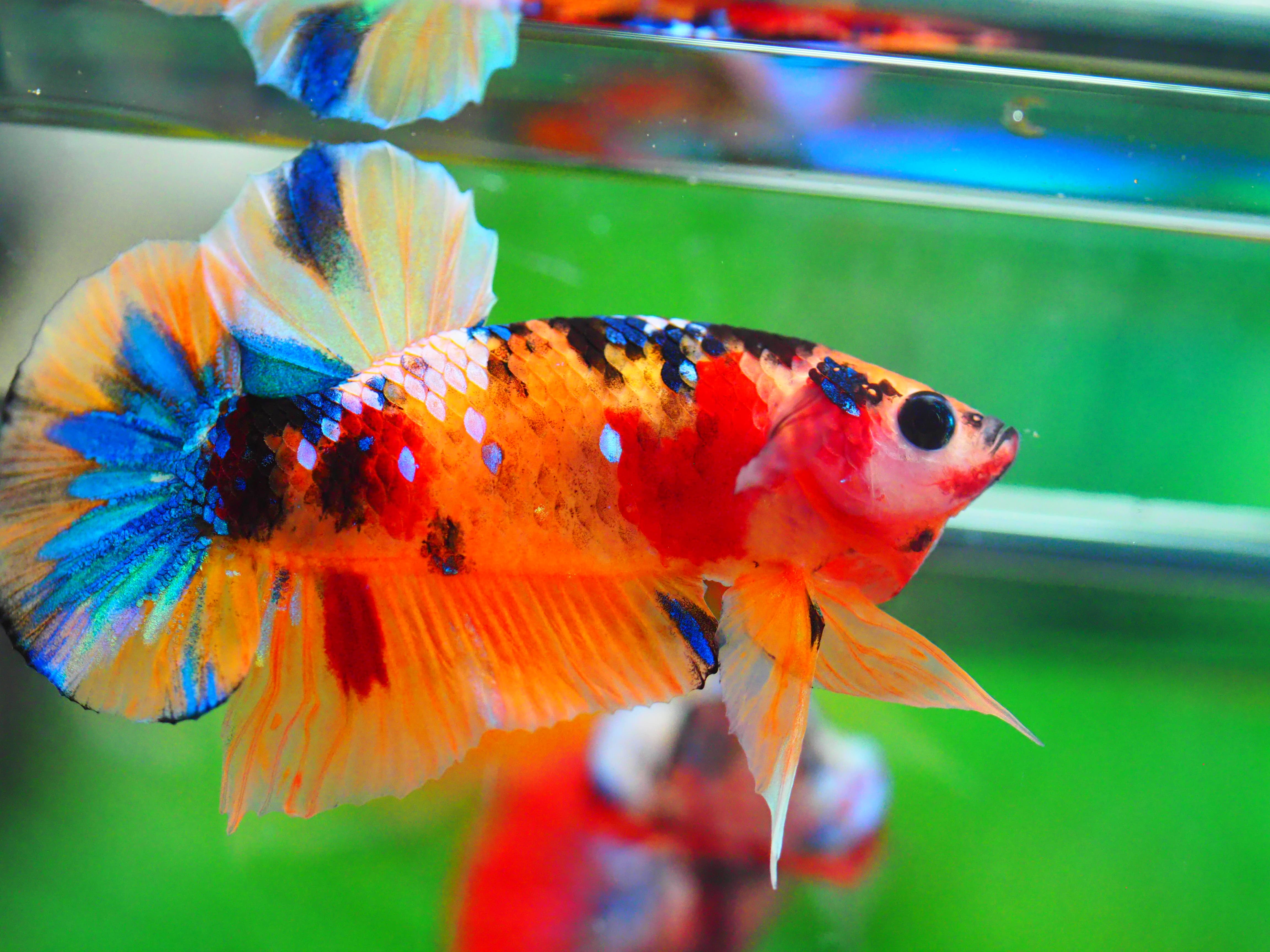 HMPK NEMO GALAXY MALE GRADE A +++