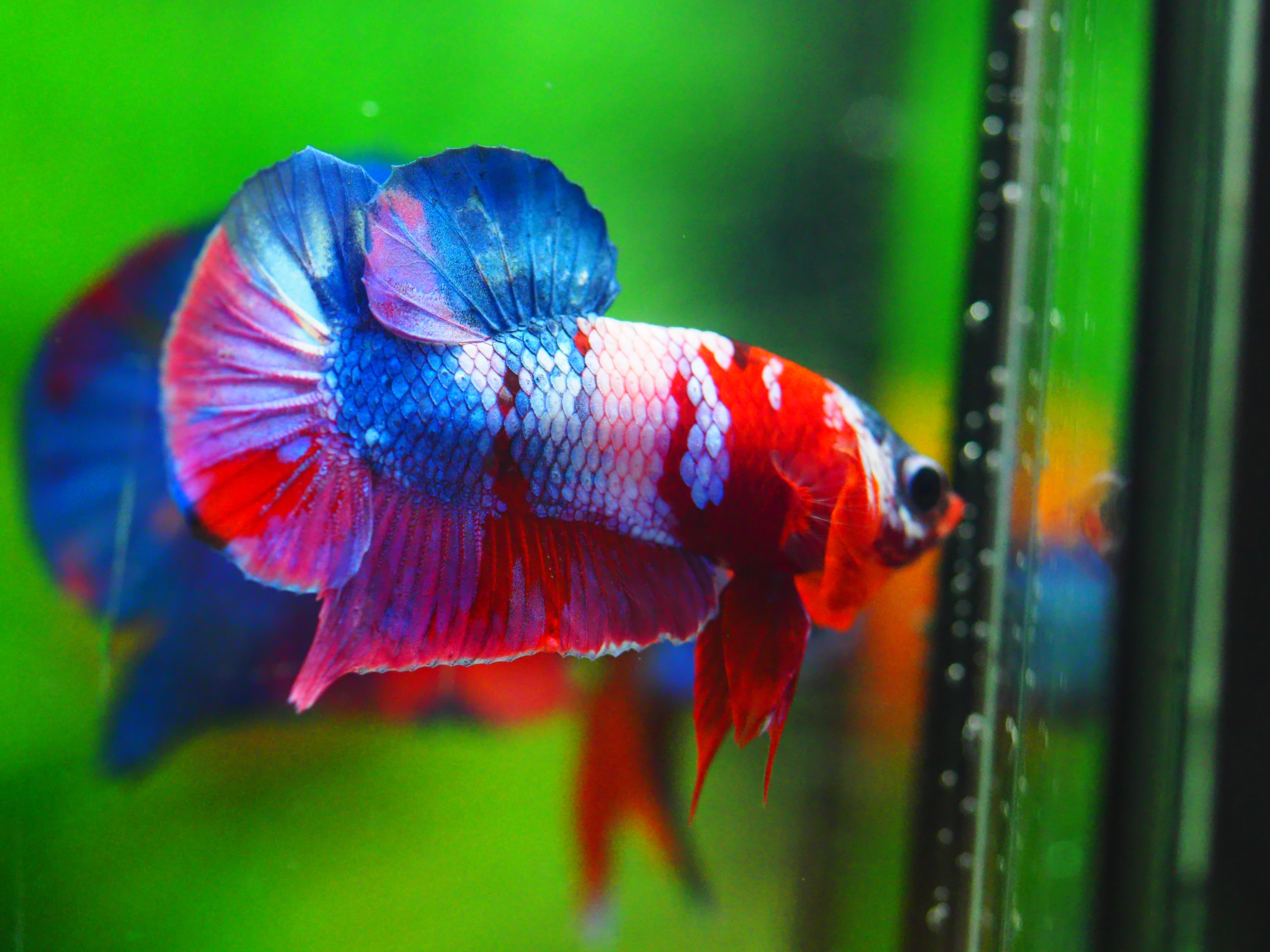 HMPK KOI GALAXY MALE GRADE A +++