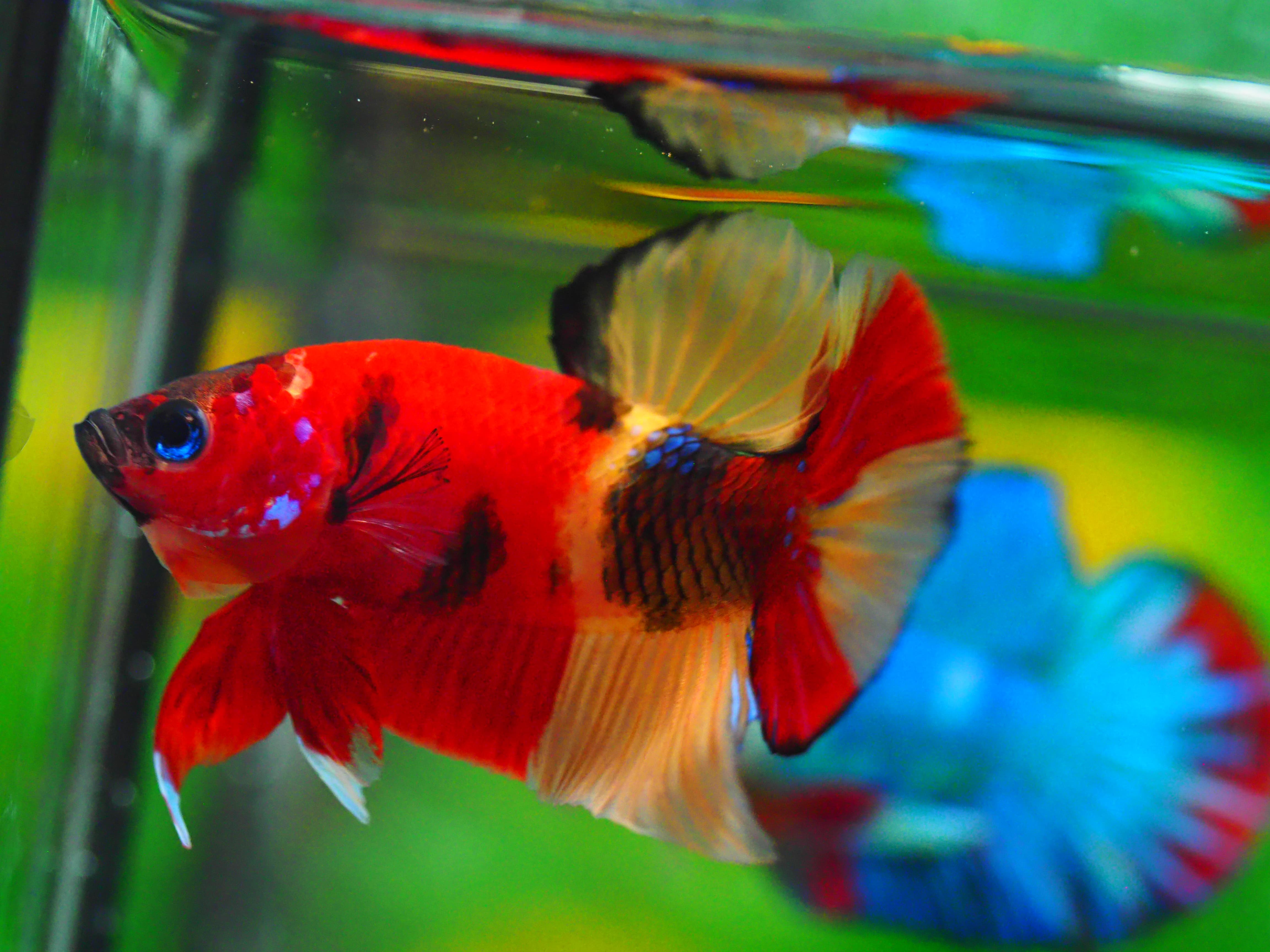 HMPK NEMO MALE GRADE A +++