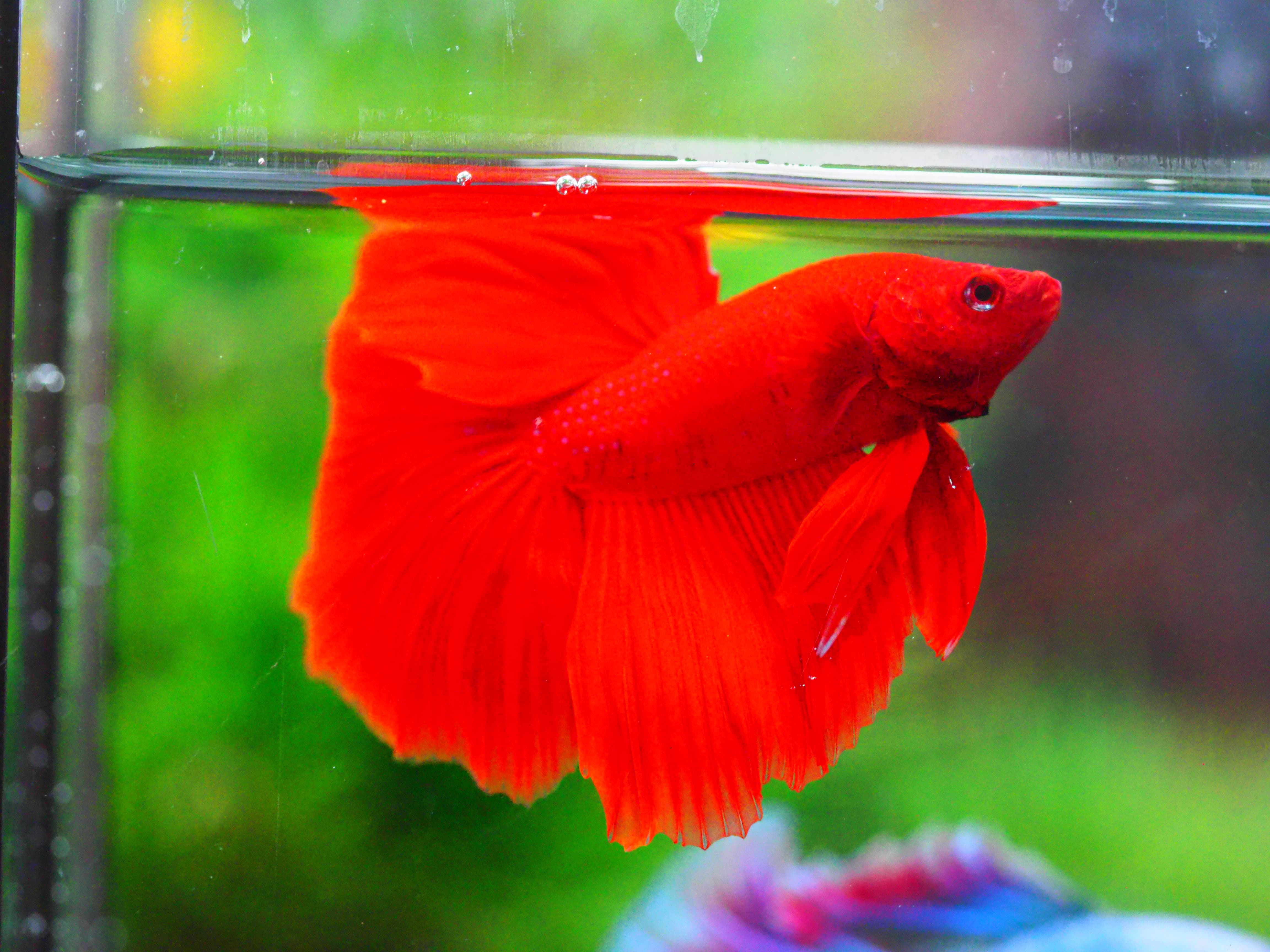 HM RED MALE GRADE A +++