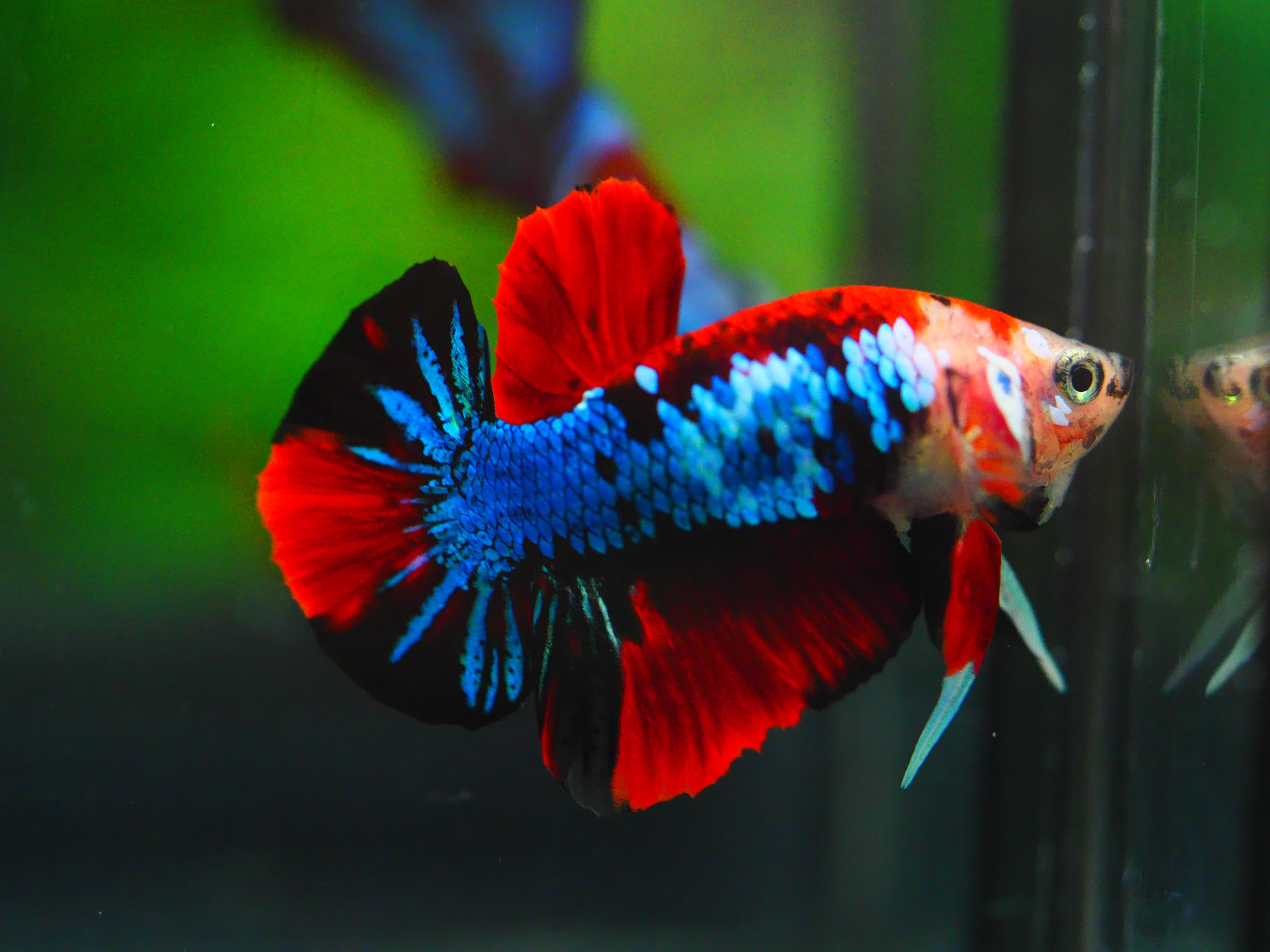 HMPK KOI GALAXY MALE GRADE A++