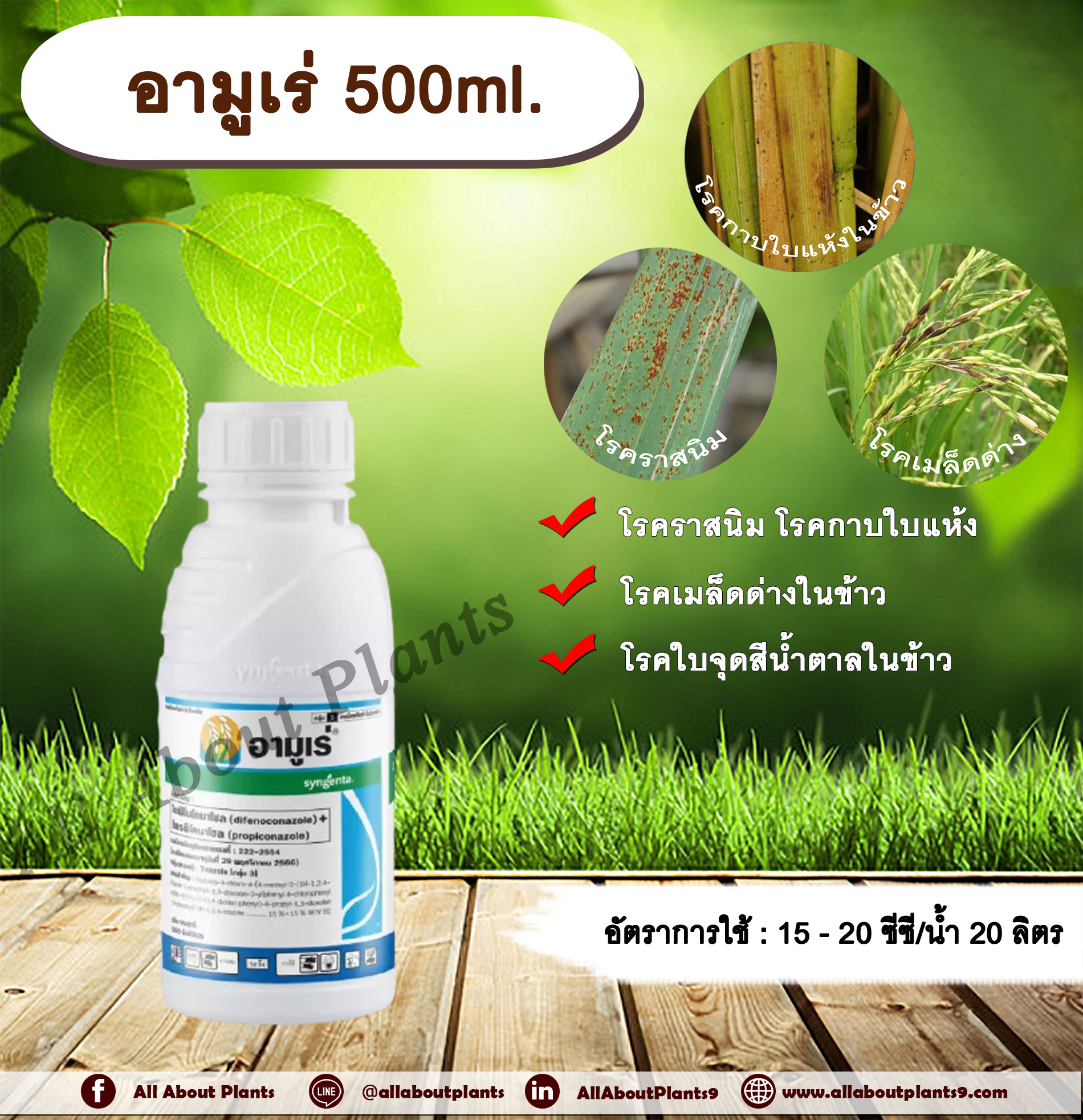 อามูเร่ 500ml. ไดฟีโนโคนาโซล+โพรพิโคนาโซล สารกำจัดเชื้อรา โรคเมล็ดด่าง โรคราสนิม โรคใบจุดสีน้ำตาล โรคกาบใบแห้ง ซินเจนทา allaboutplants ชิ้น