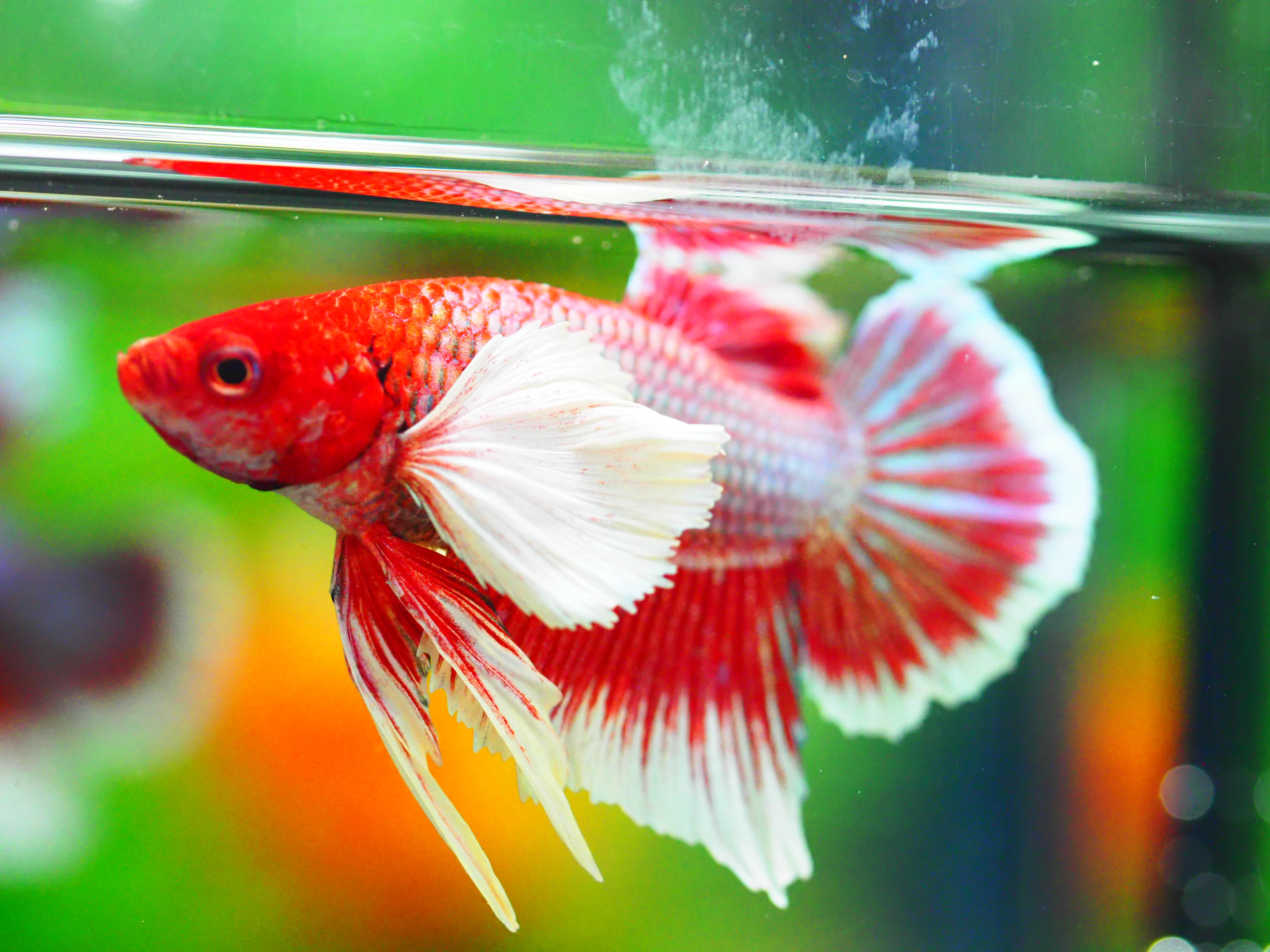 HMPK DUMBO MALE GRADE A +++