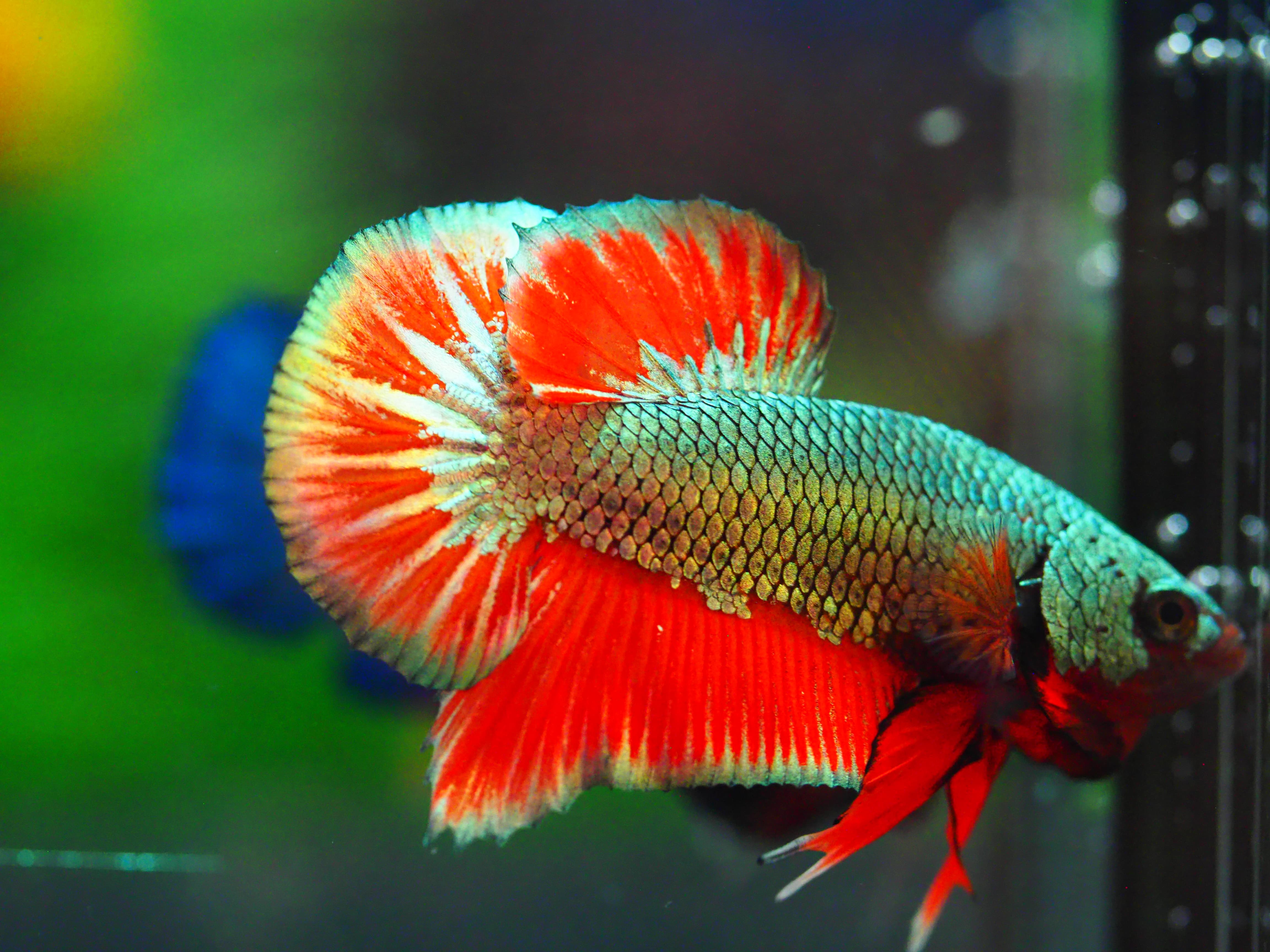 HMPK COPPER REDMALE GRADE A +++