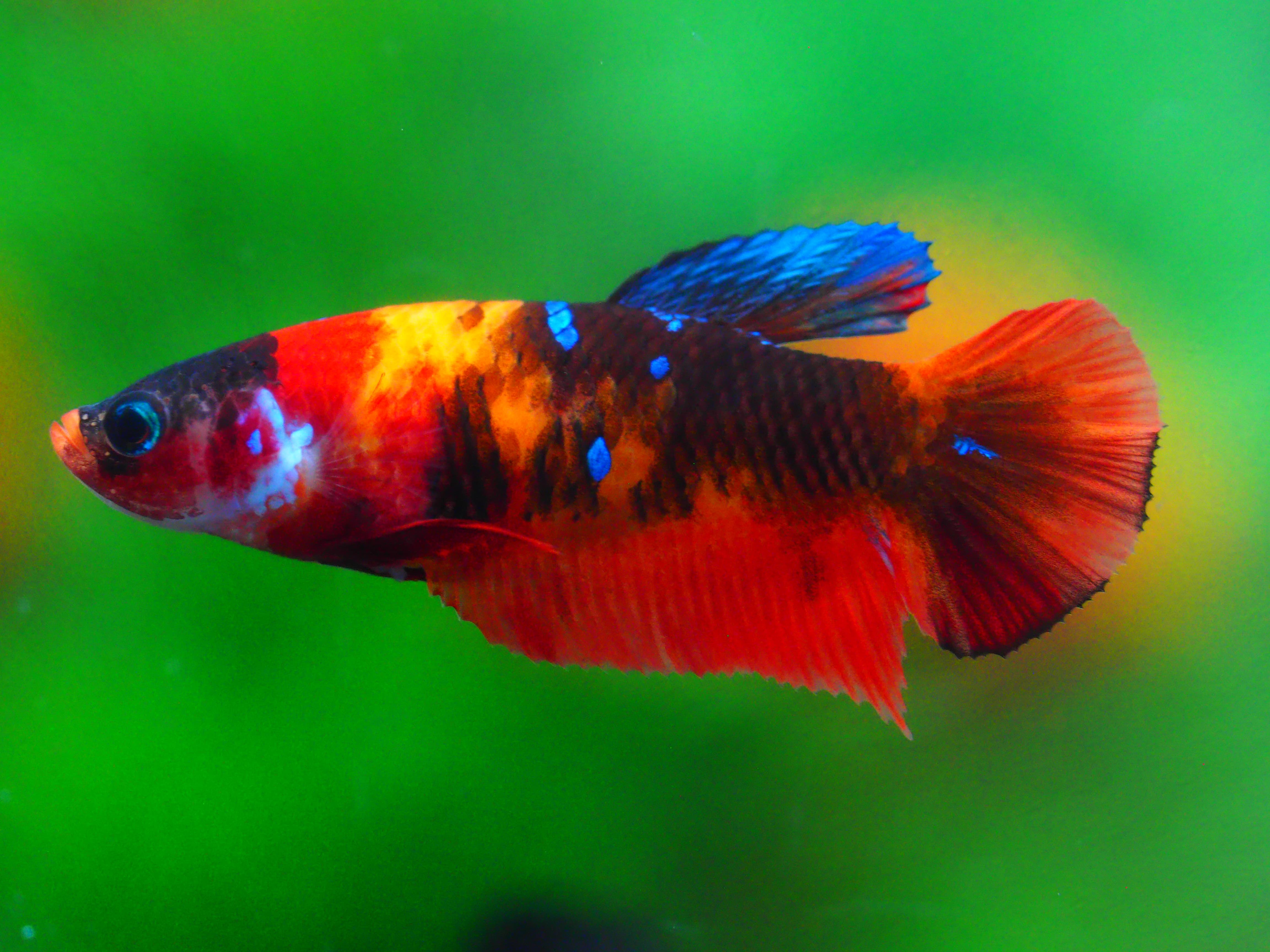 HMPK NEMO FNMALE GRADE A +++