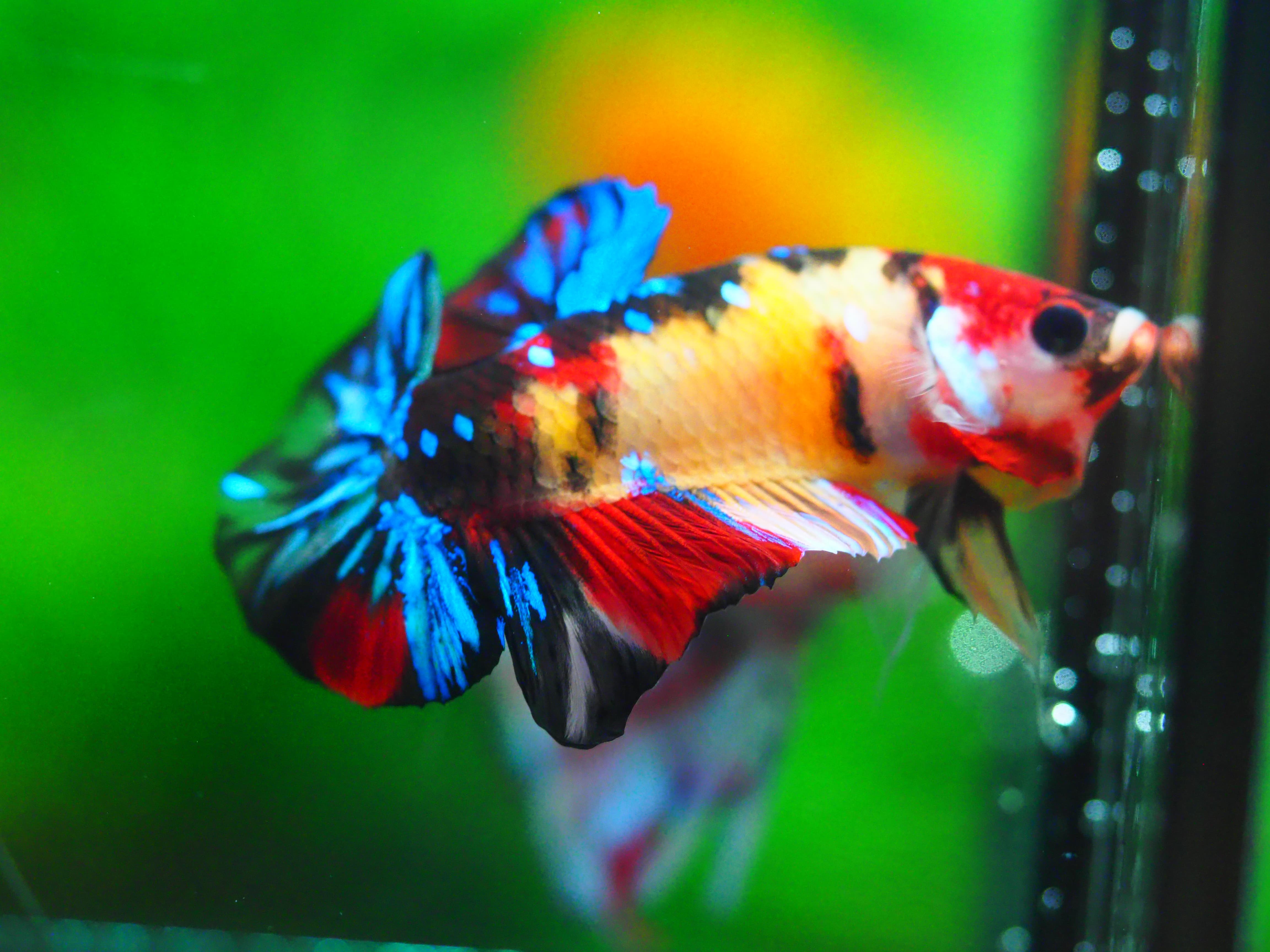 HMPK NEMO GALAXY MALE GRADE A +++