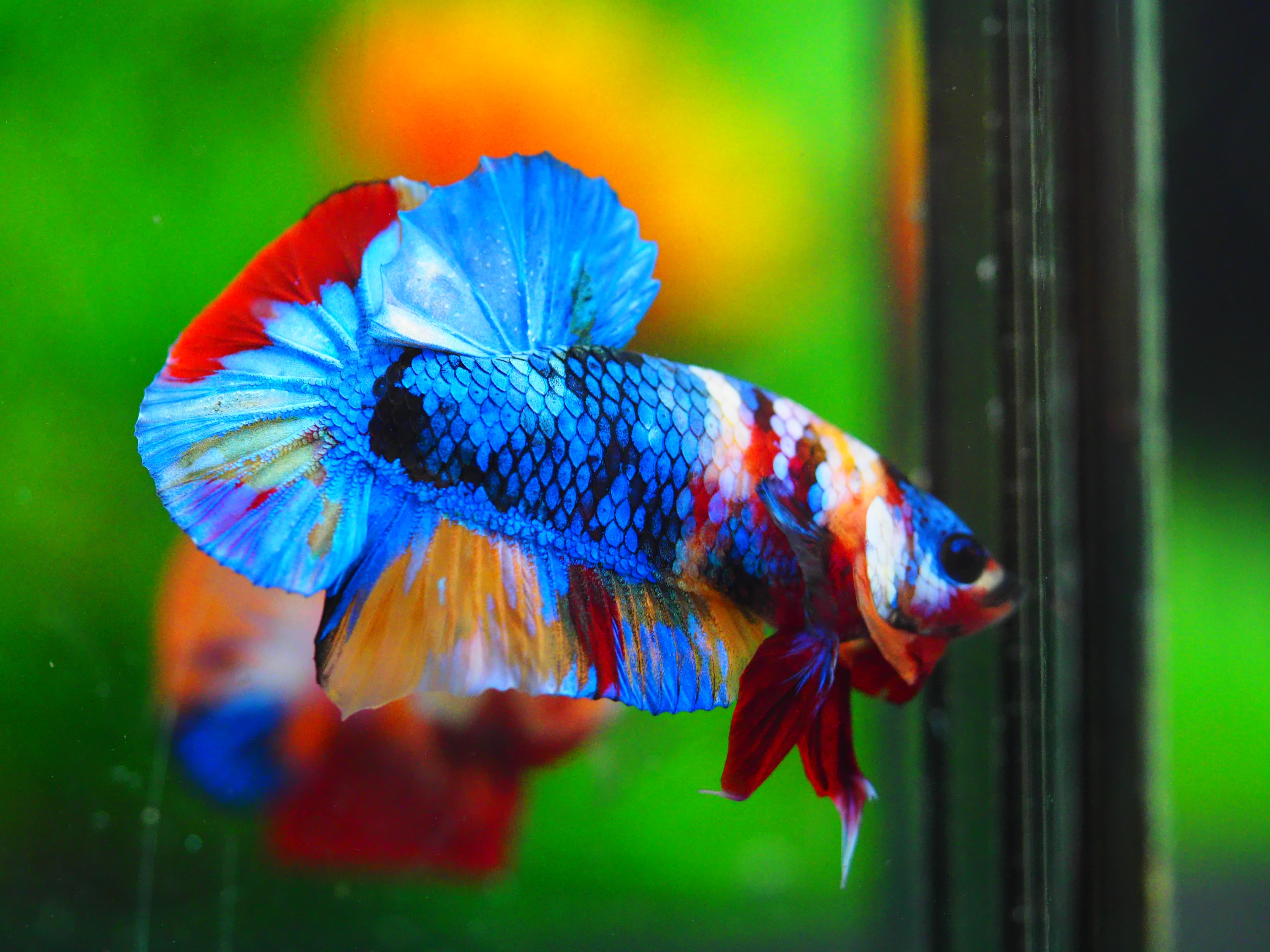 HMPK KOI GALAXY MALE GRADE A++