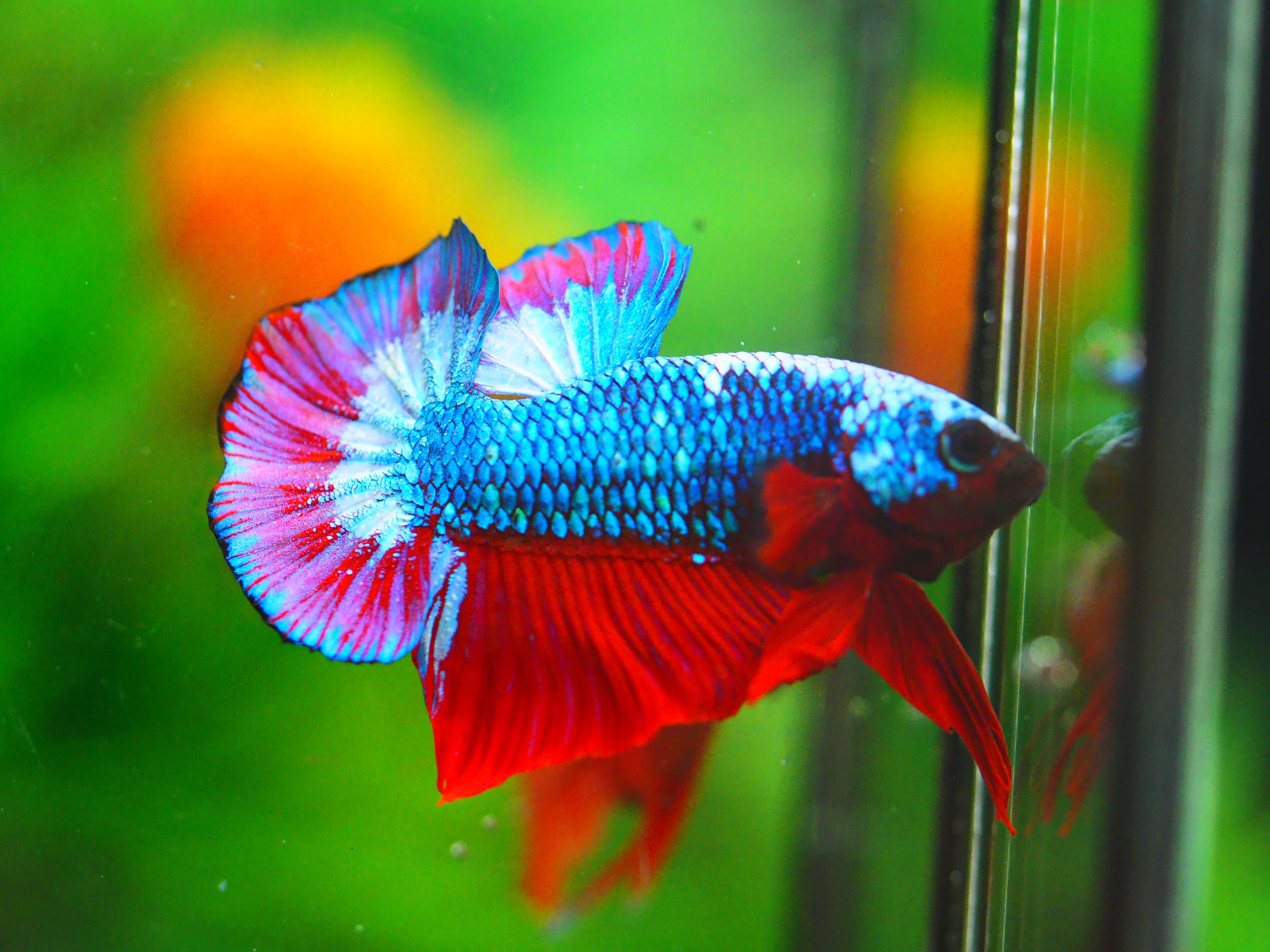 HMPK FANCY MALE GRADE A++