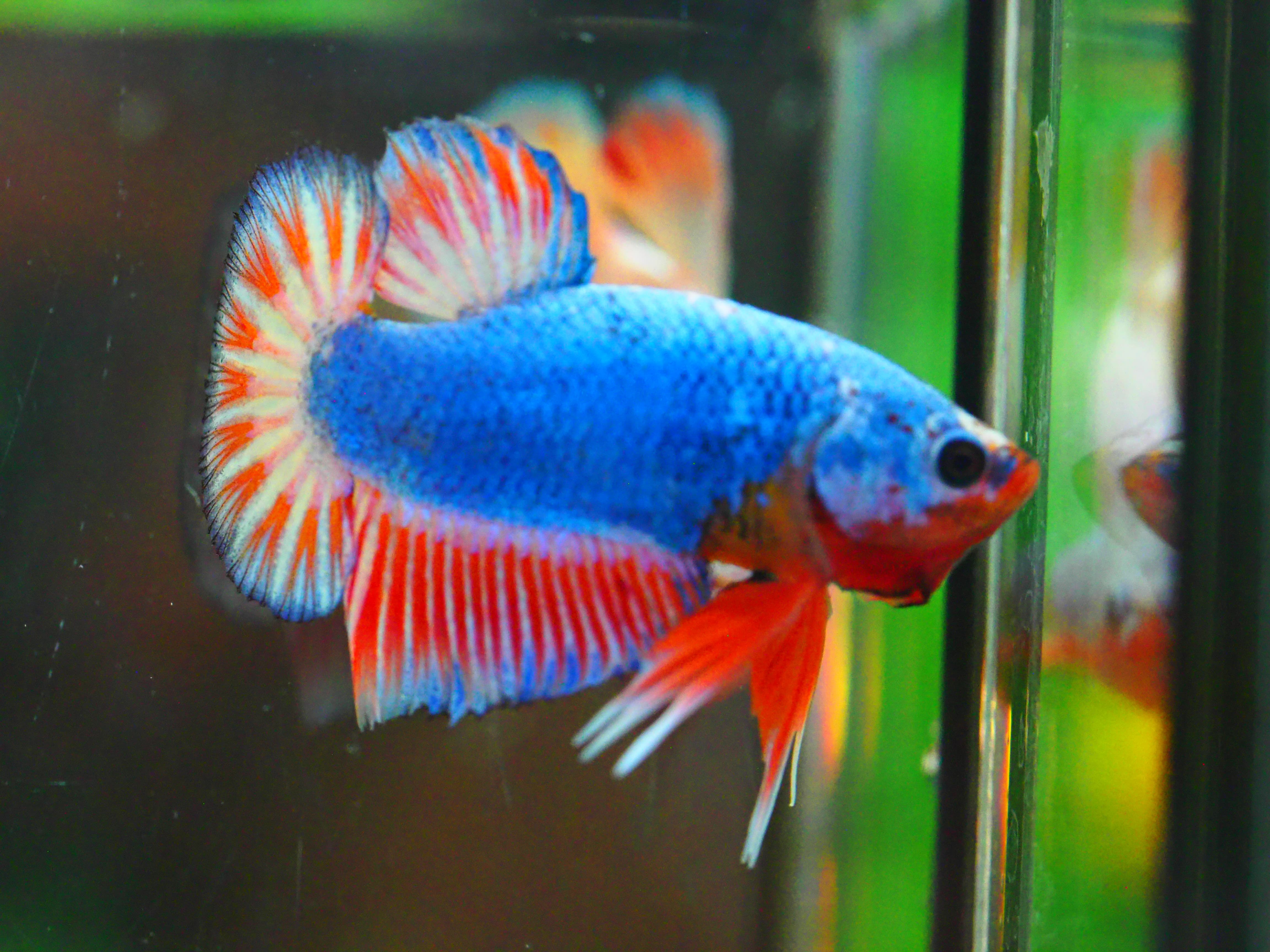 HMPK FANCY MALE GRADE A +++