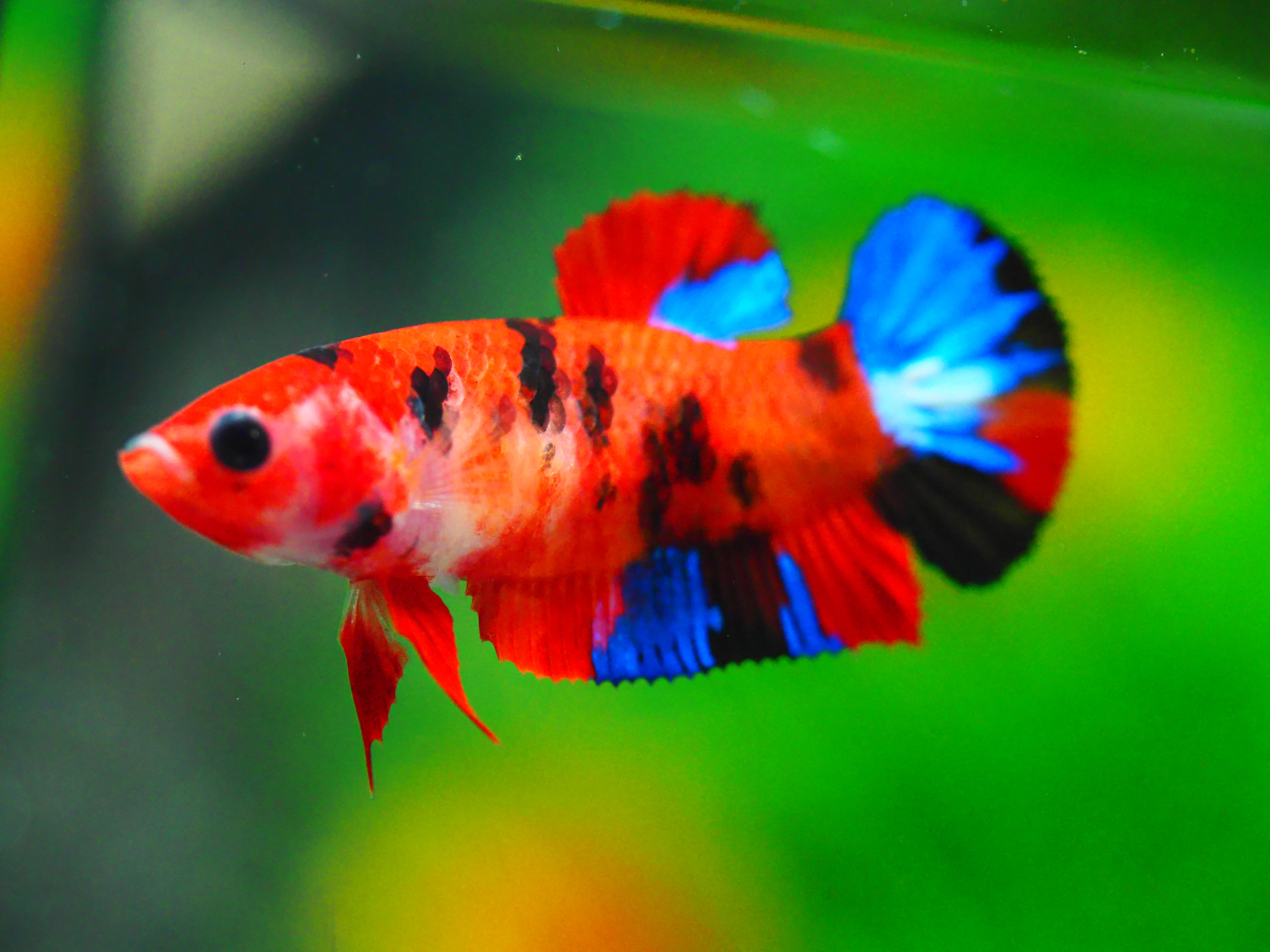 HMPK KOI GALAXY FNMALE GRADE A +++