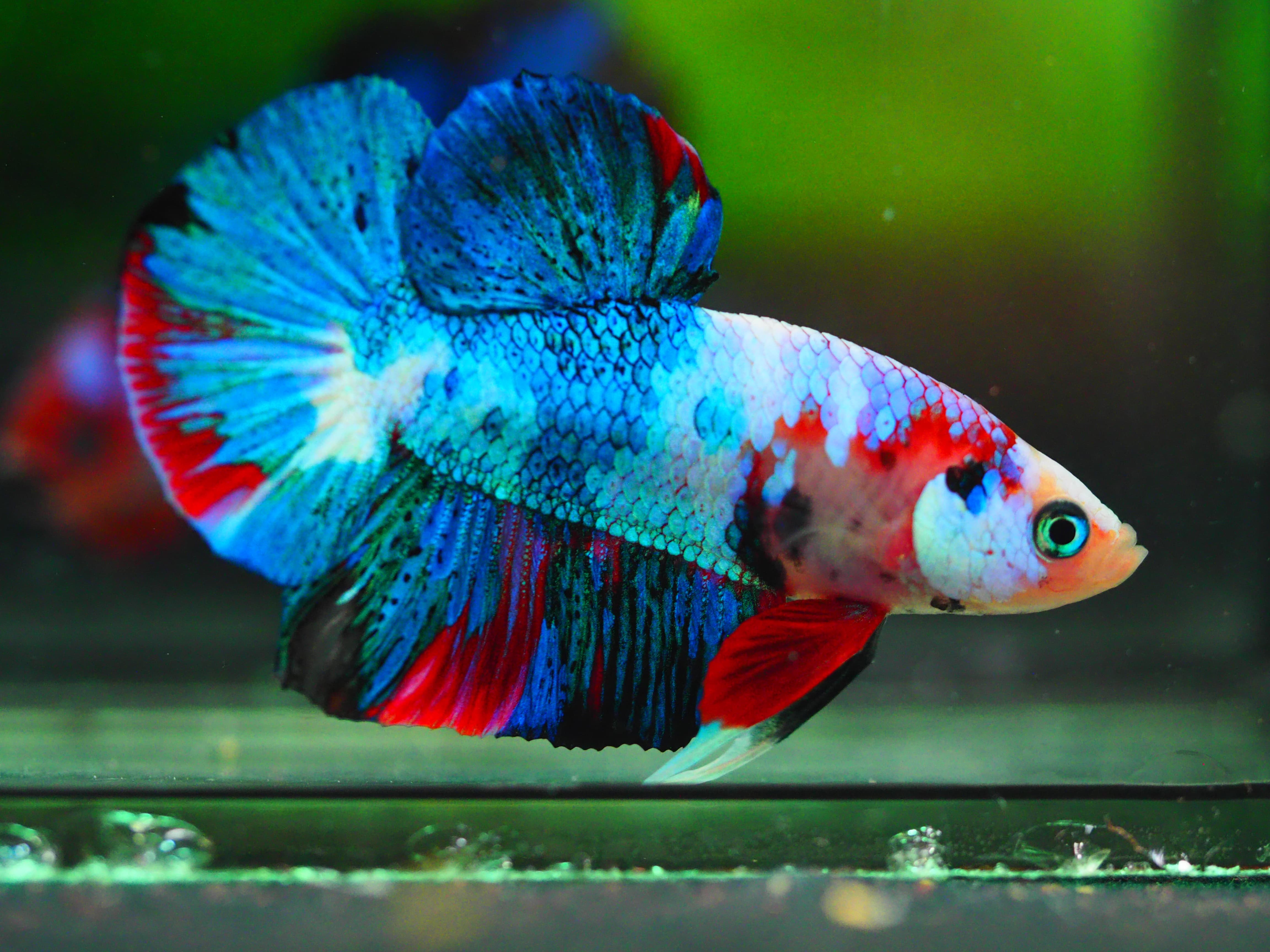 HMPK KOI GALAXY MALE GRADE A+++ ปลาเด็ก