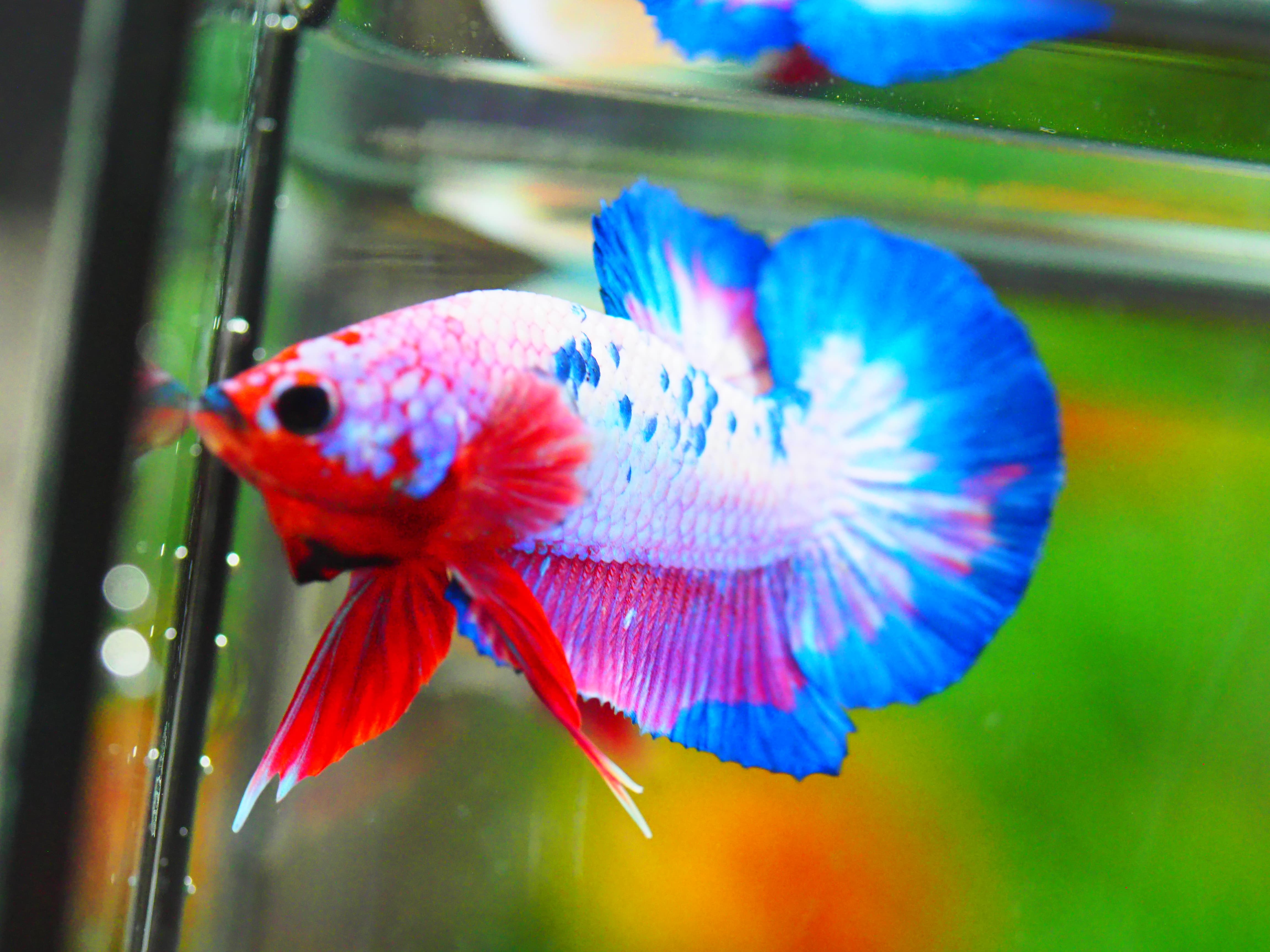 HMPK FANCY MALE GRADE A +++