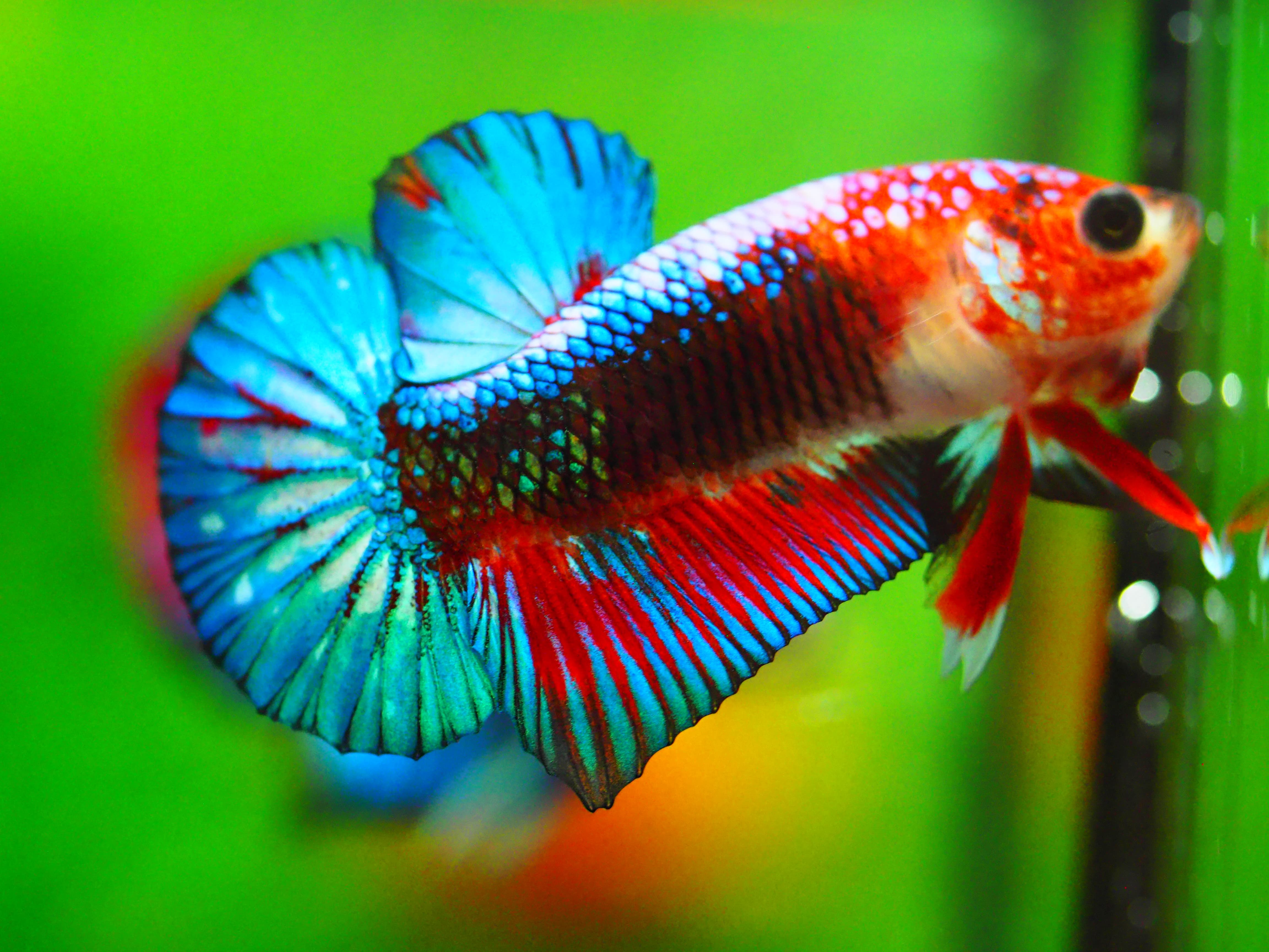 HMPK FANCY MALE GRADE A +++