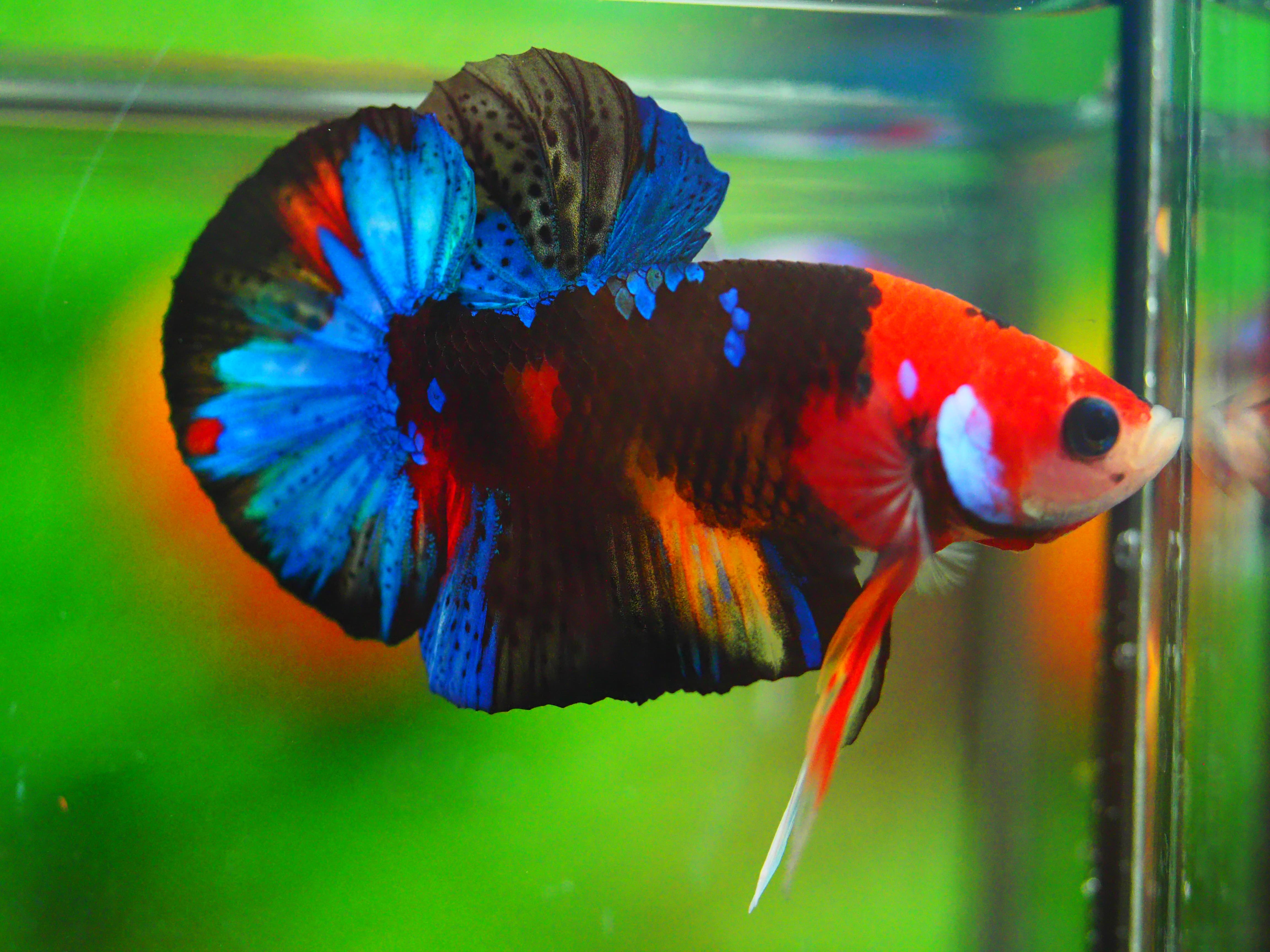 HMPK NEMO GALAXY MALE GRADE A +++