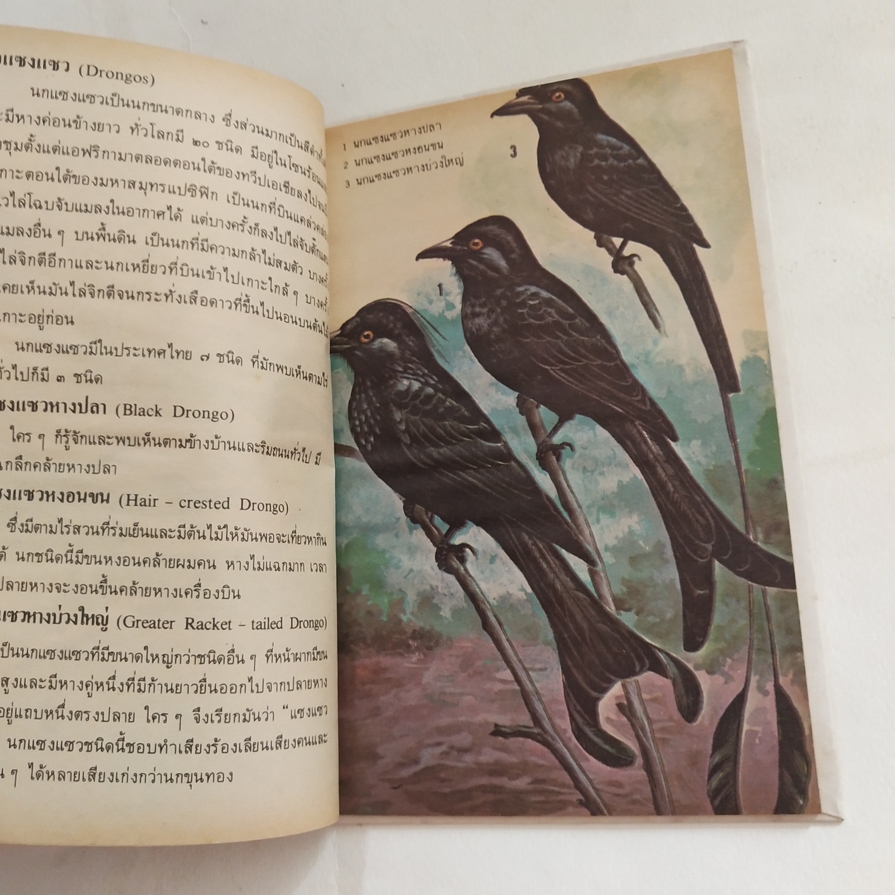 หนังสือเล่มเล็ก ชุดความรู้ไทย ขององค์การค้าของคุรุสภา นกสวน โดย นายแพทย์บุญส่ง เลขะกุล พิมพ์ครั้งที่ 2 2526ฤ