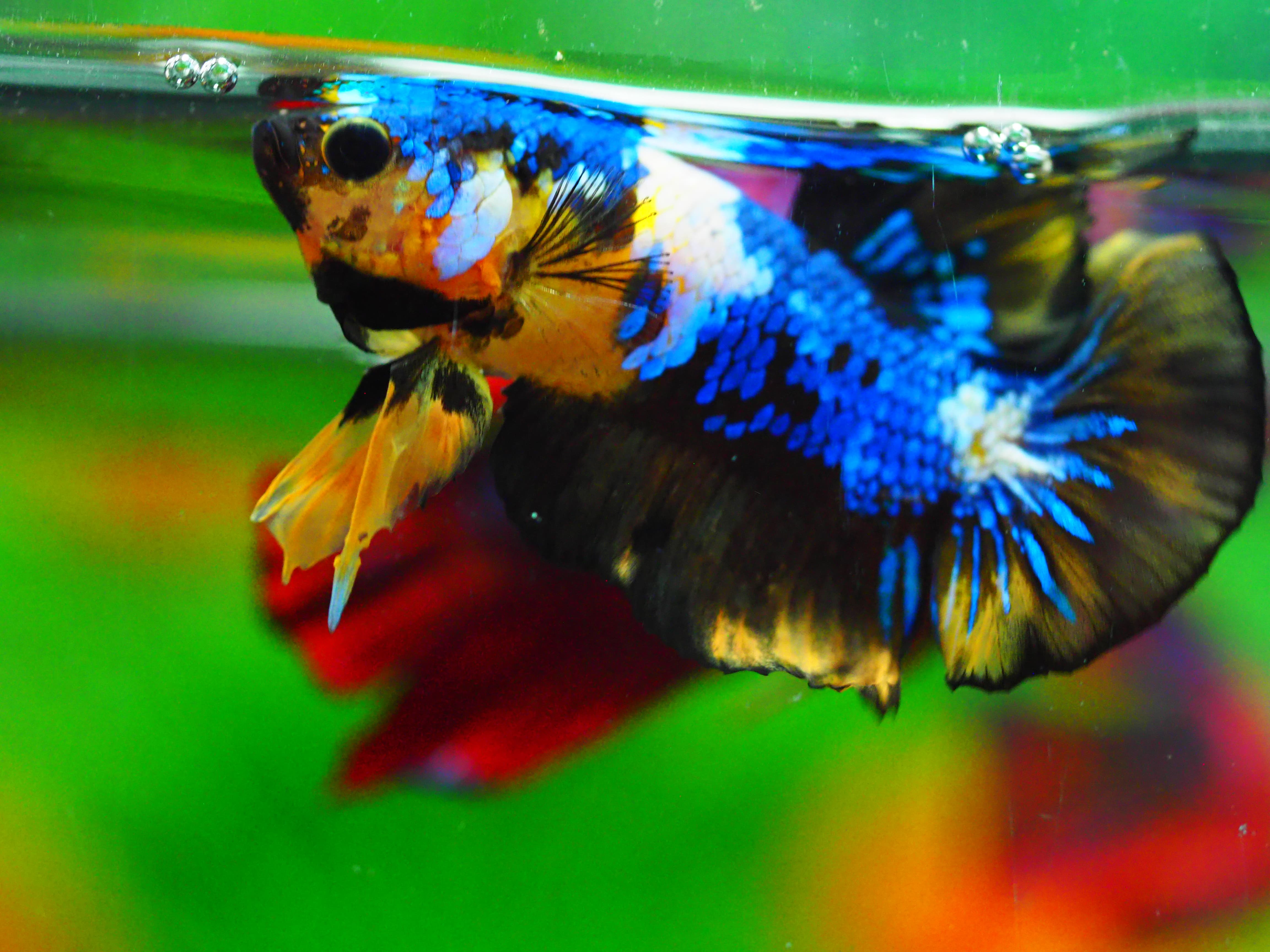 HMPK KOI GALAXY MALE GRADE A +++