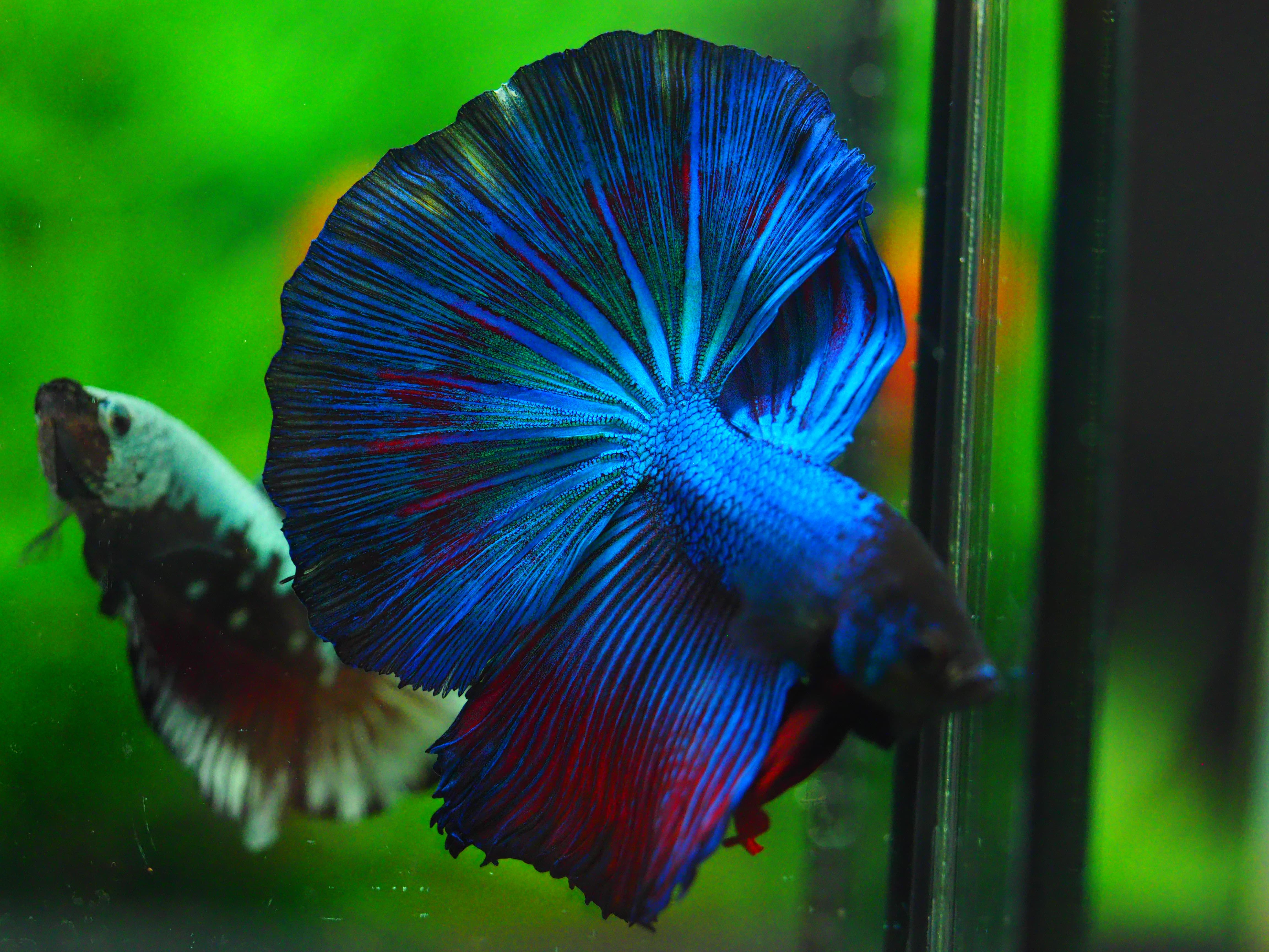 HM FANCY MALE GRADE A +++