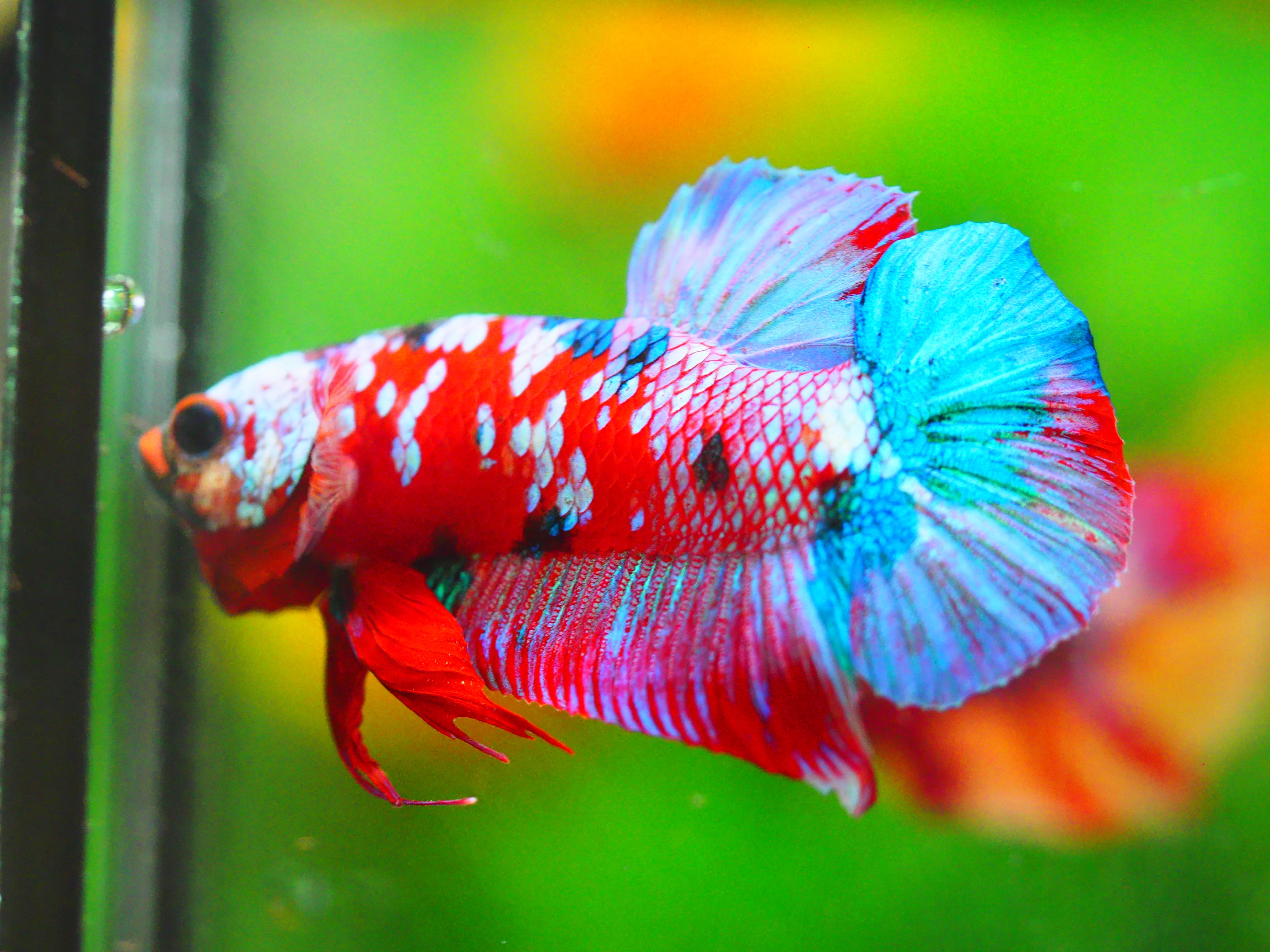 HMPK KOI GALAXY MALE GRADE A +++