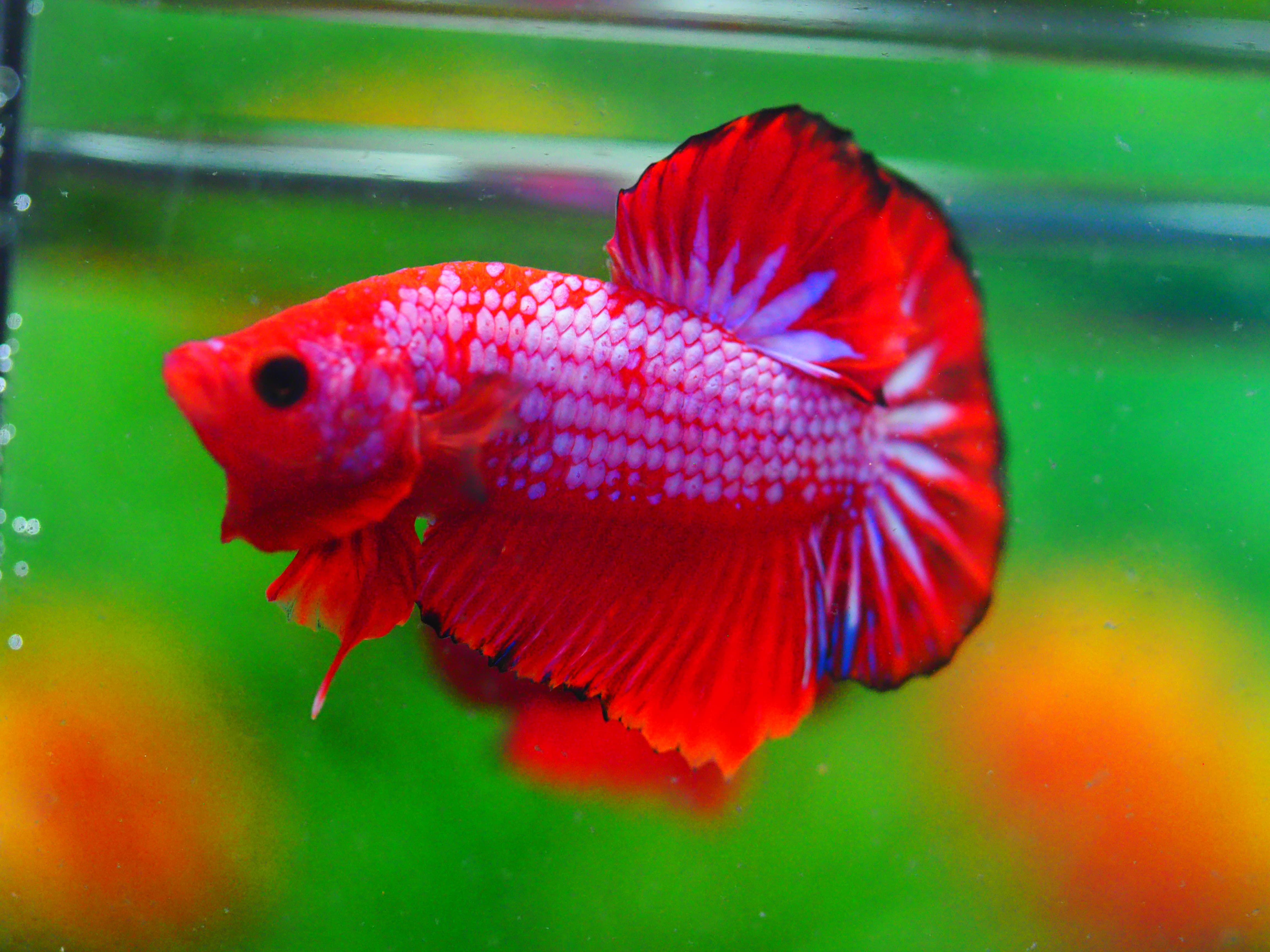 HMPK FANCY MALE GRADE A +++