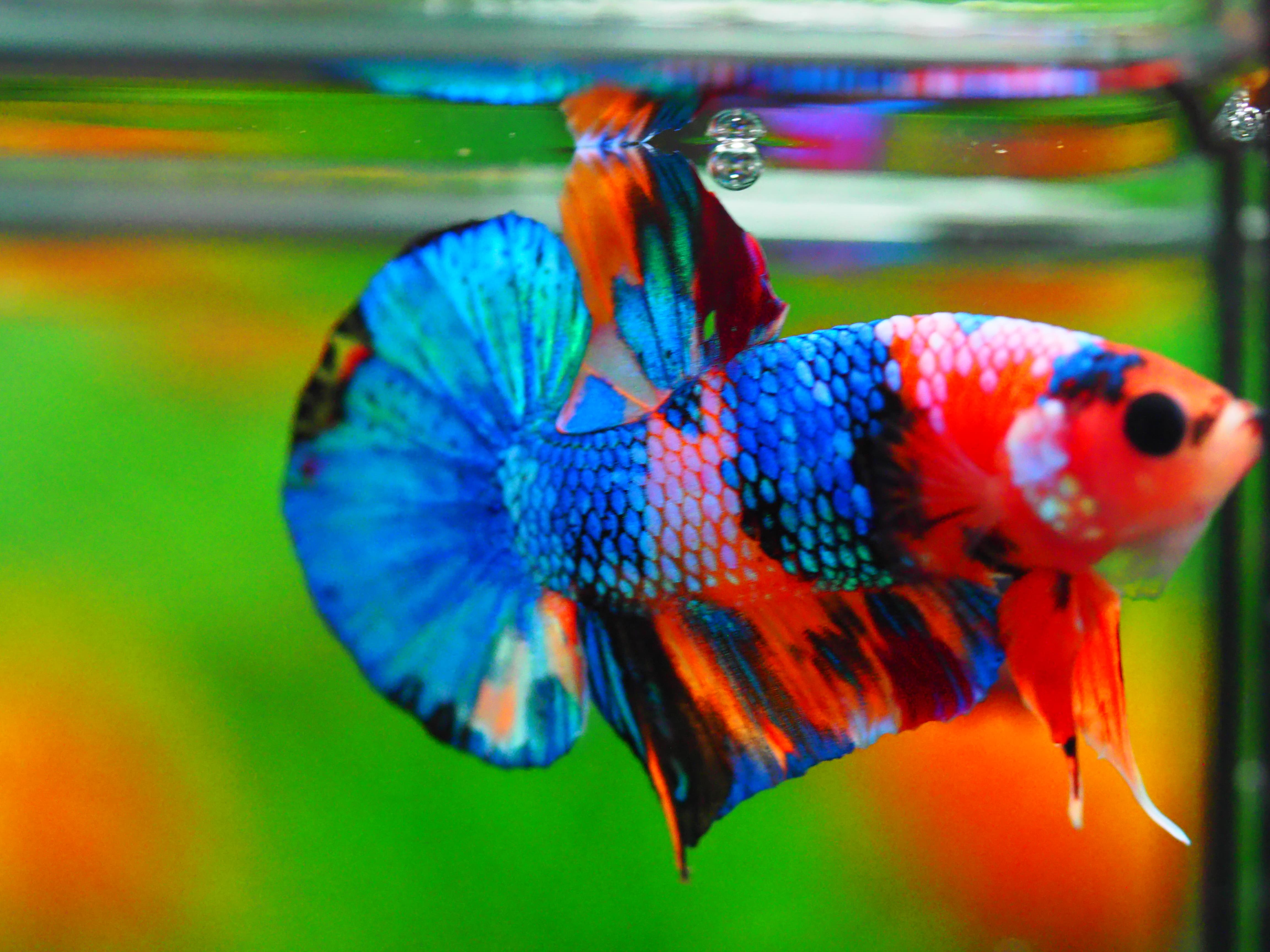 HMPK NEMO GALAXY MALE GRADE A +++