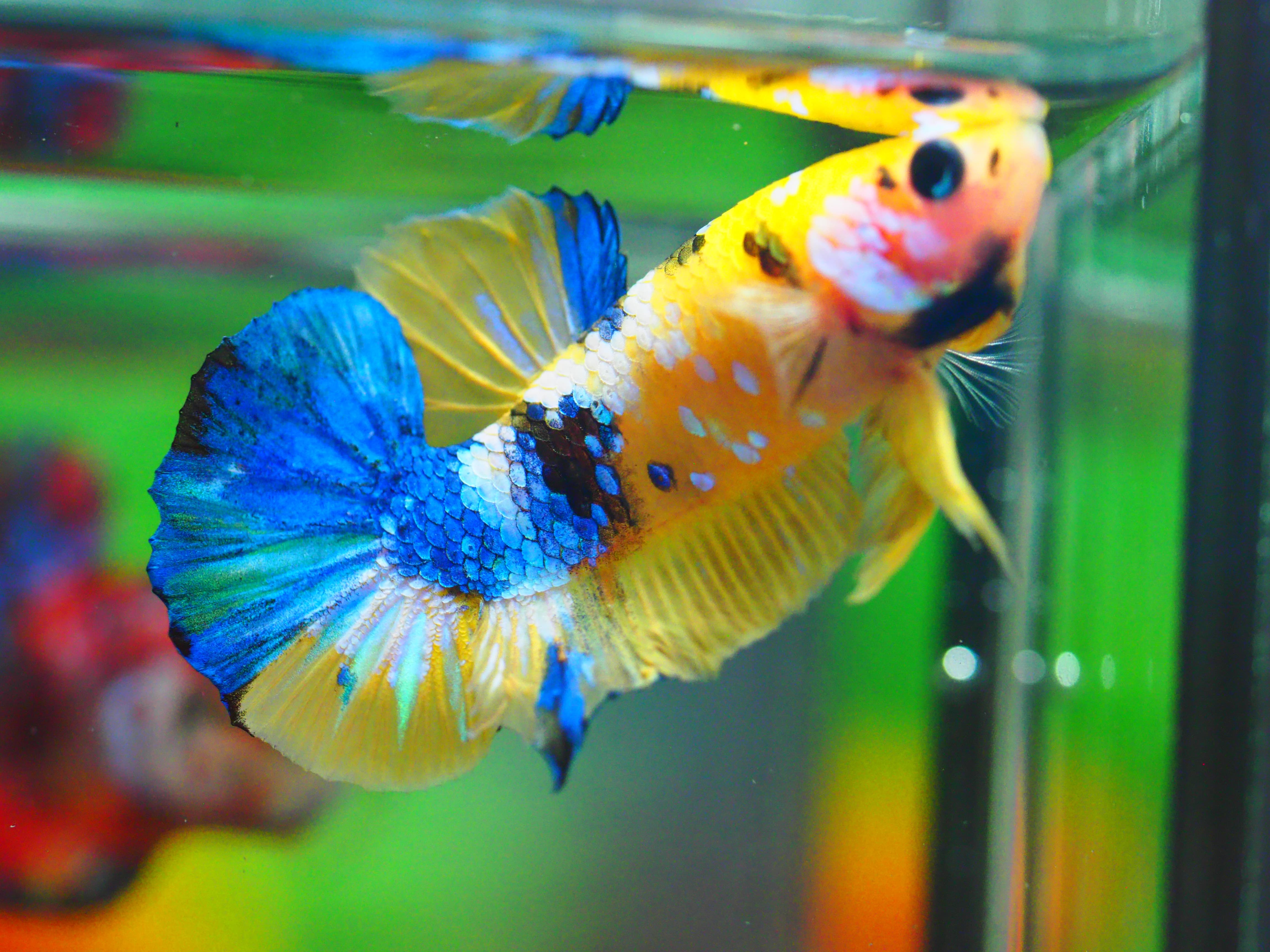 HMPK KOI YELLOW MALE GRADE A +++