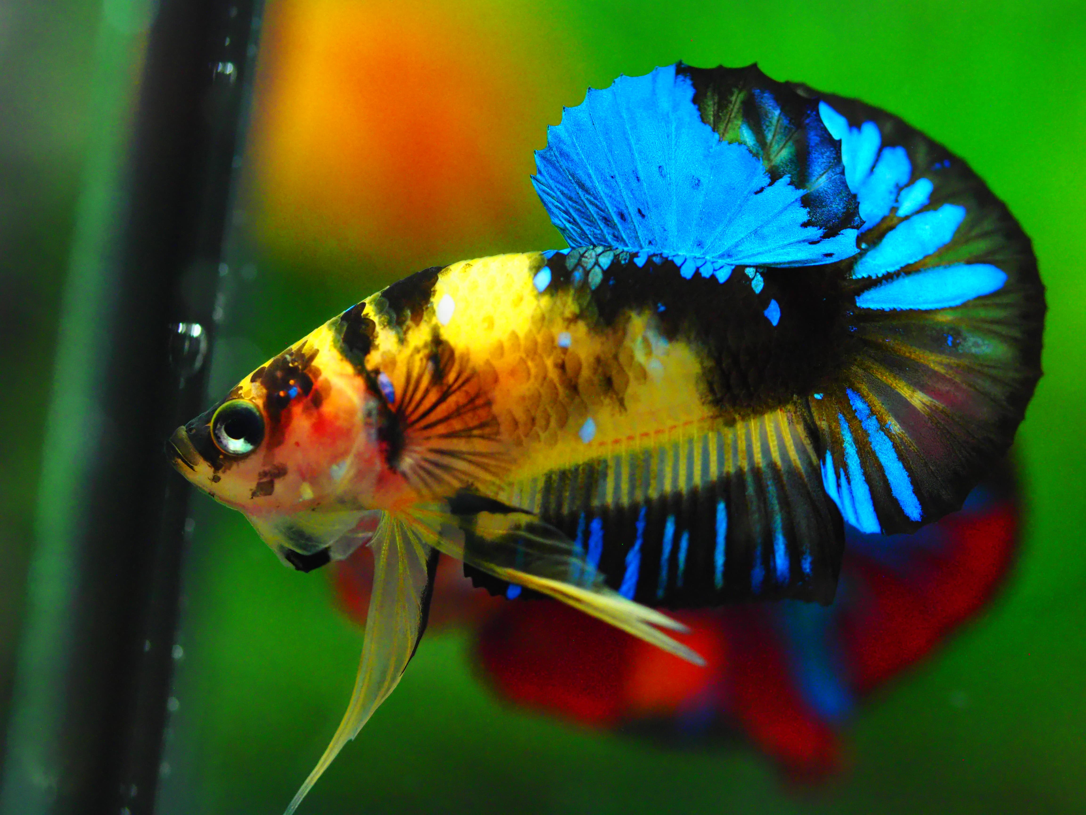 HMPK KOI GALAXY MALE GRADE A +++