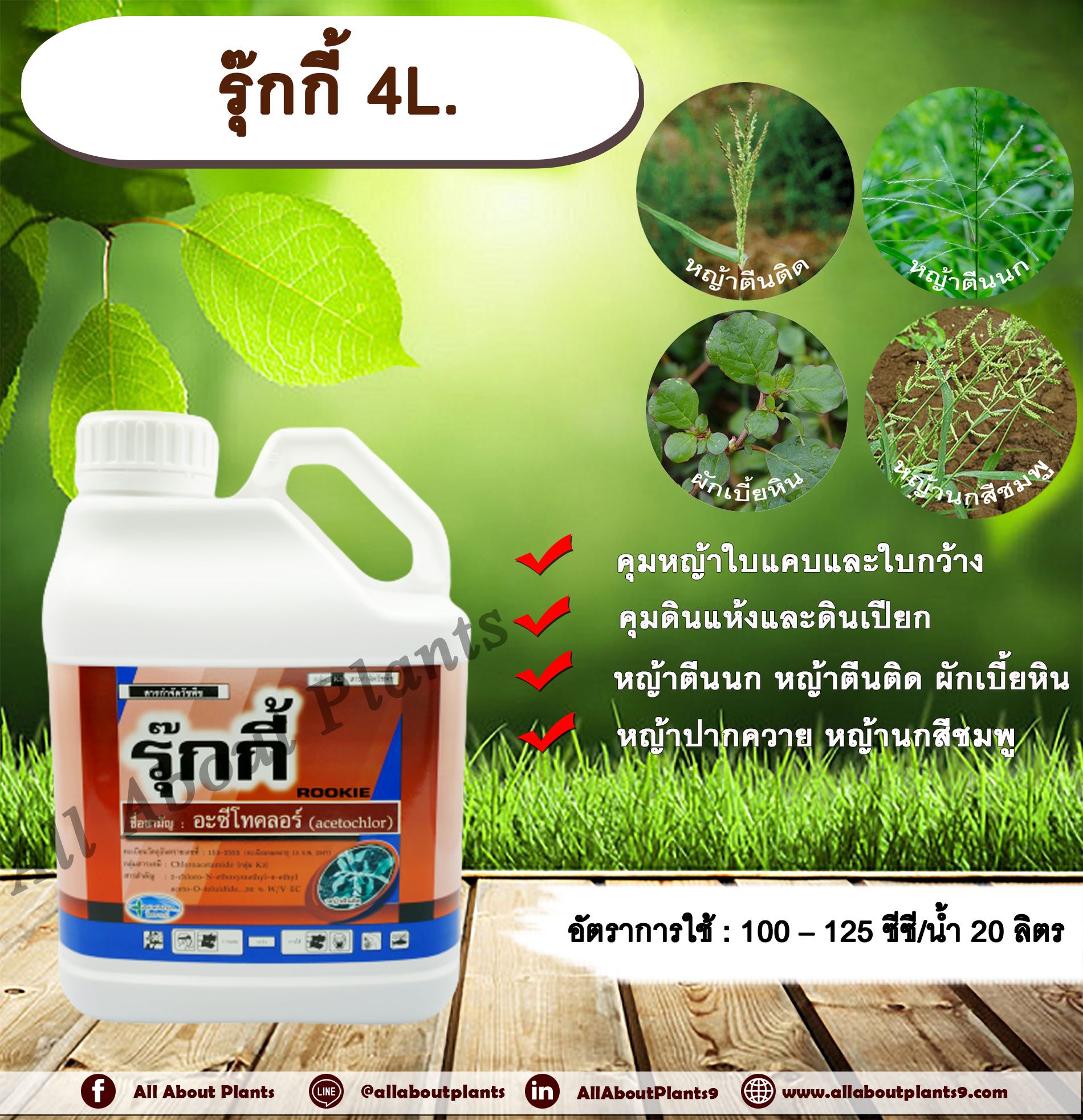 รุ๊กกี้ 4L.อะซีโทคลอร์ อะเซโทคลอร์ คุมหญ้า คุมวัชพืช คุมแห้ง สารกำจัดวัชพืช ใบแคบ ใบกว้าง หญ้าตีนติด หญ้าตีนกา หญ้านกสีชมพู หญ้าปากควาย ผักเบี้ยหิน ผักโขม allaboutplants ชิ้น