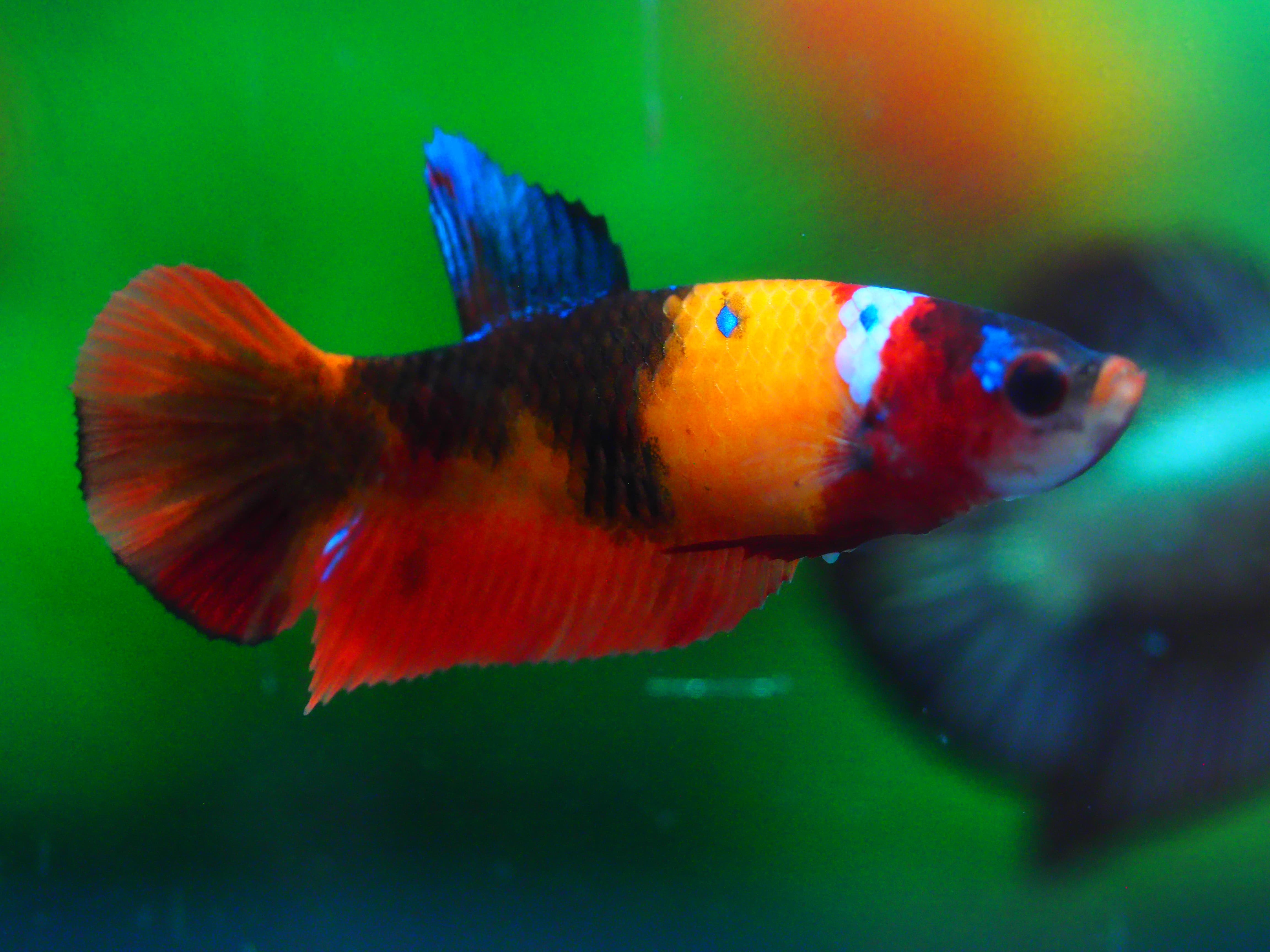 HMPK NEMO FNMALE GRADE A +++