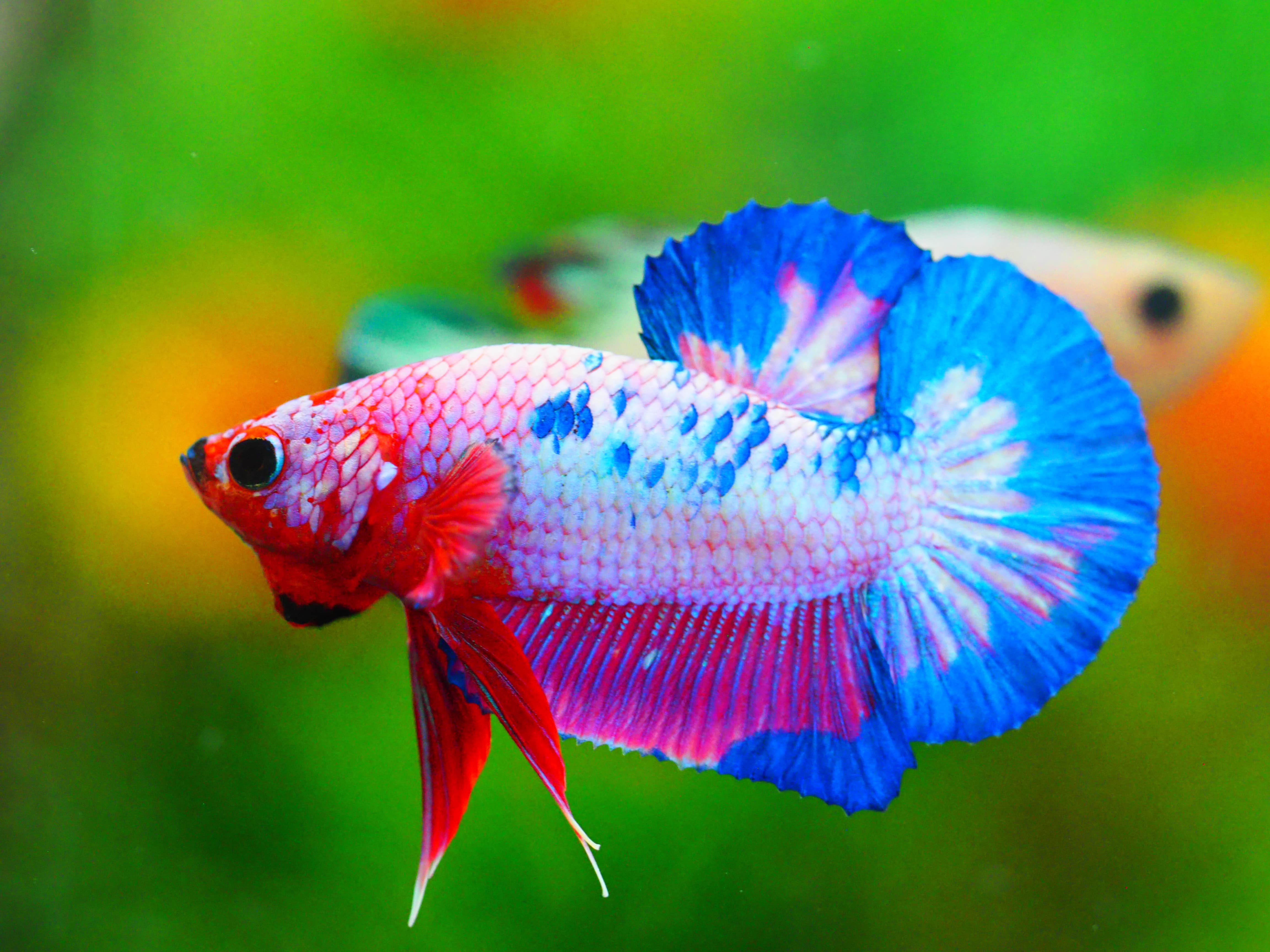 HMPK FANCY MALE GRADE A +++