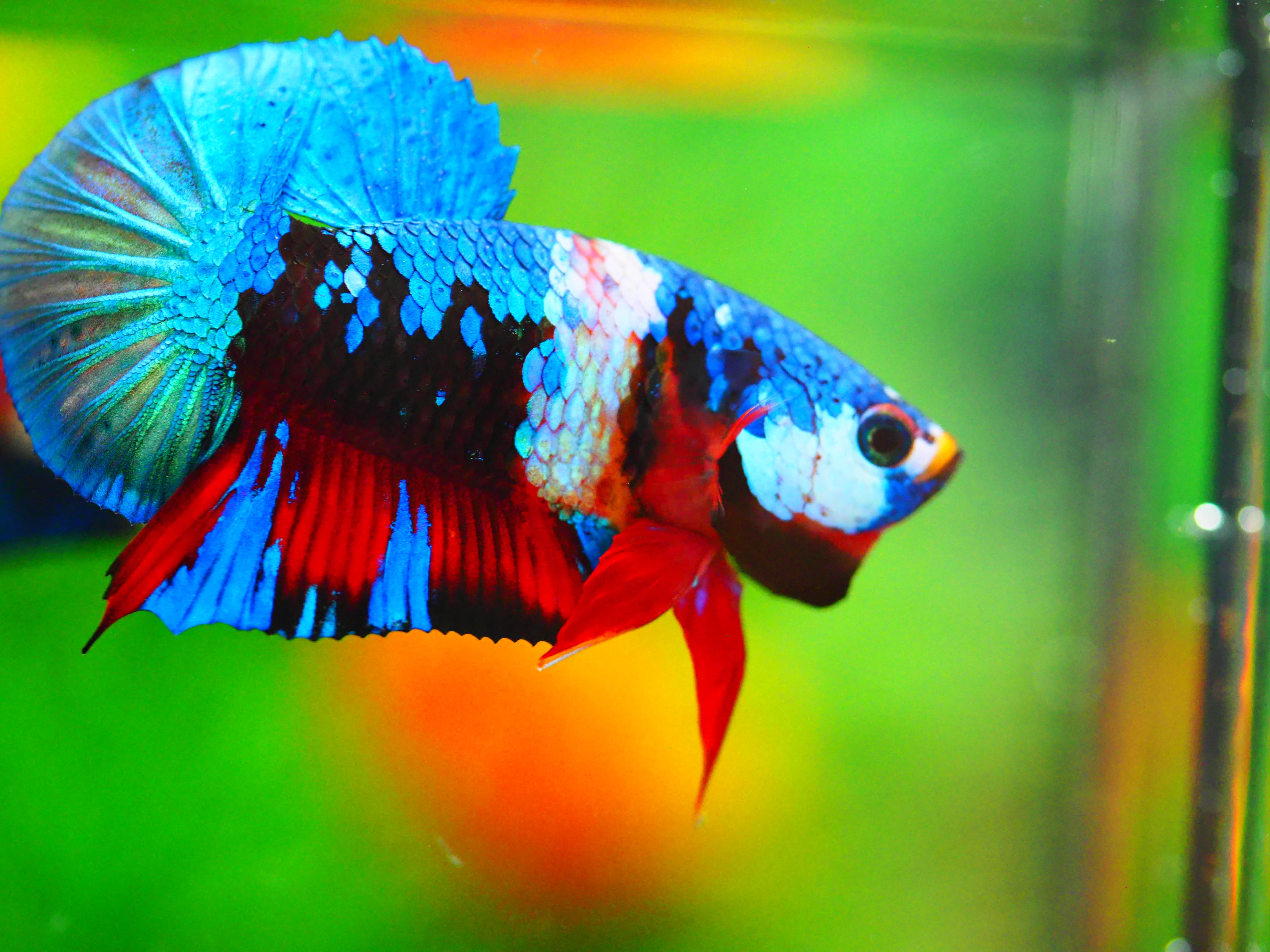 HMPK KOI GALAXY MALE GRADE A +++