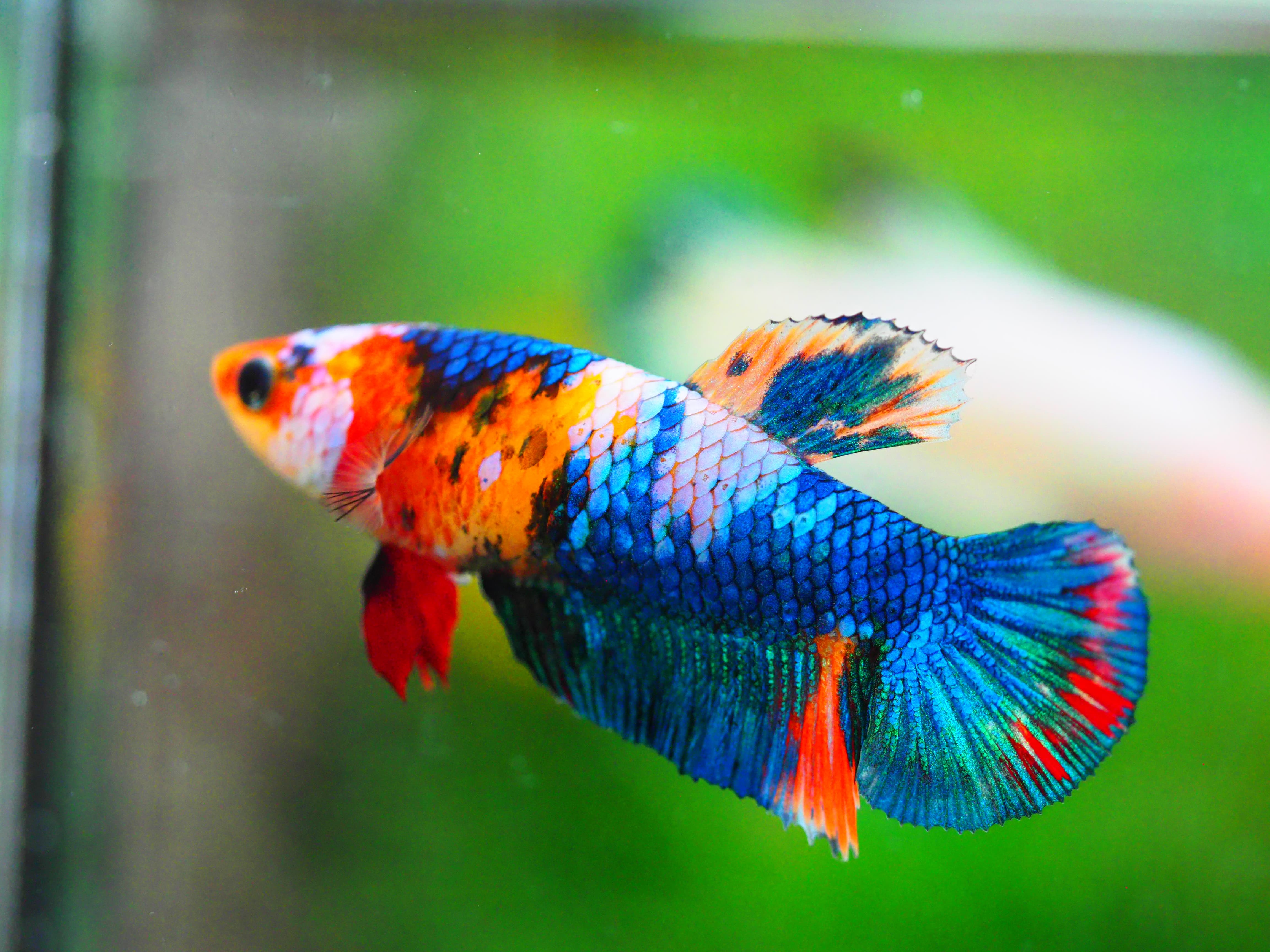 HMPK NEMO GALAXY FNMALE GRADE A +++