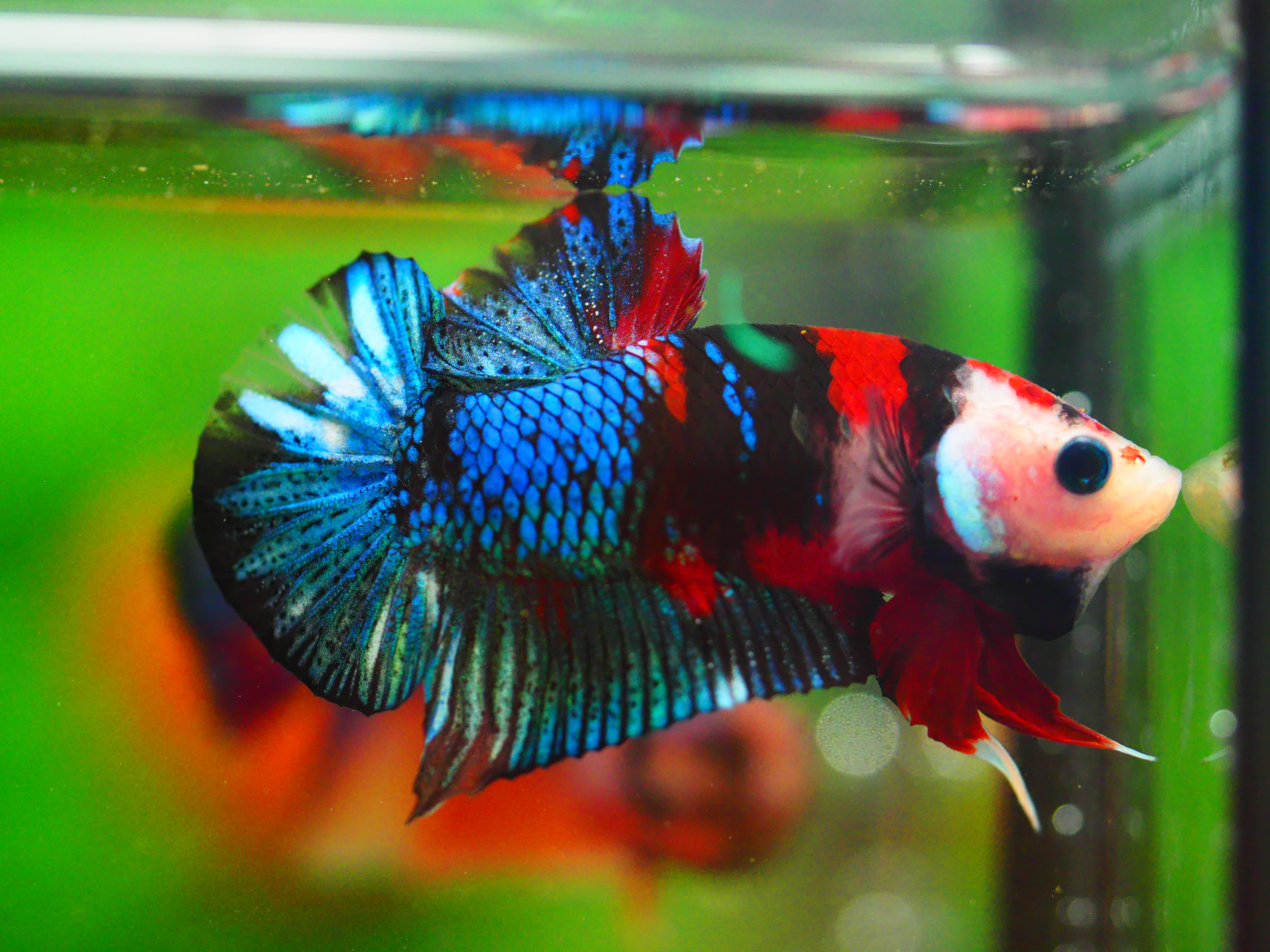 HMPK KOI GALAXY MALE GRADE A +++