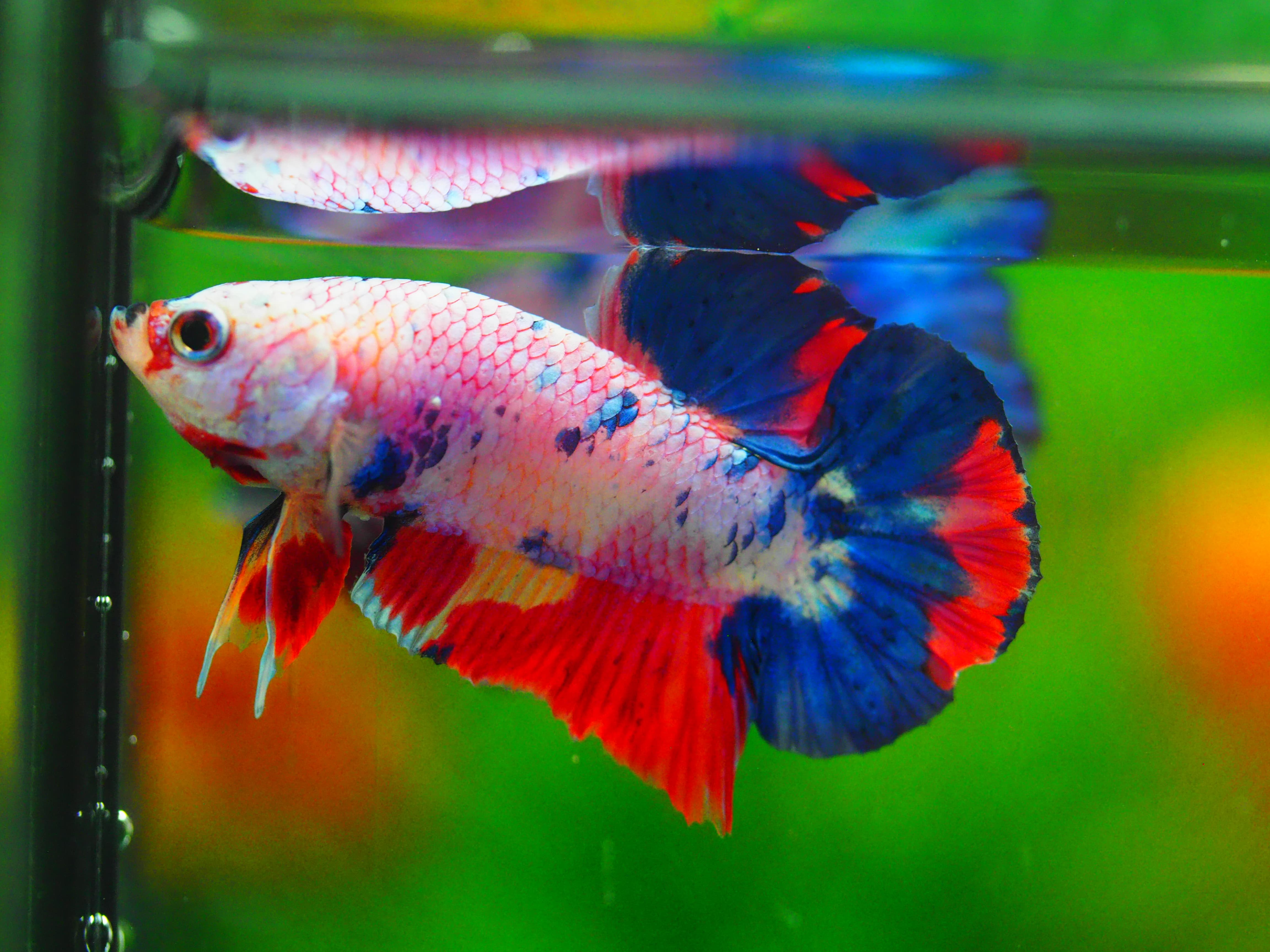 HMPK CANDY MALE GRADE A++