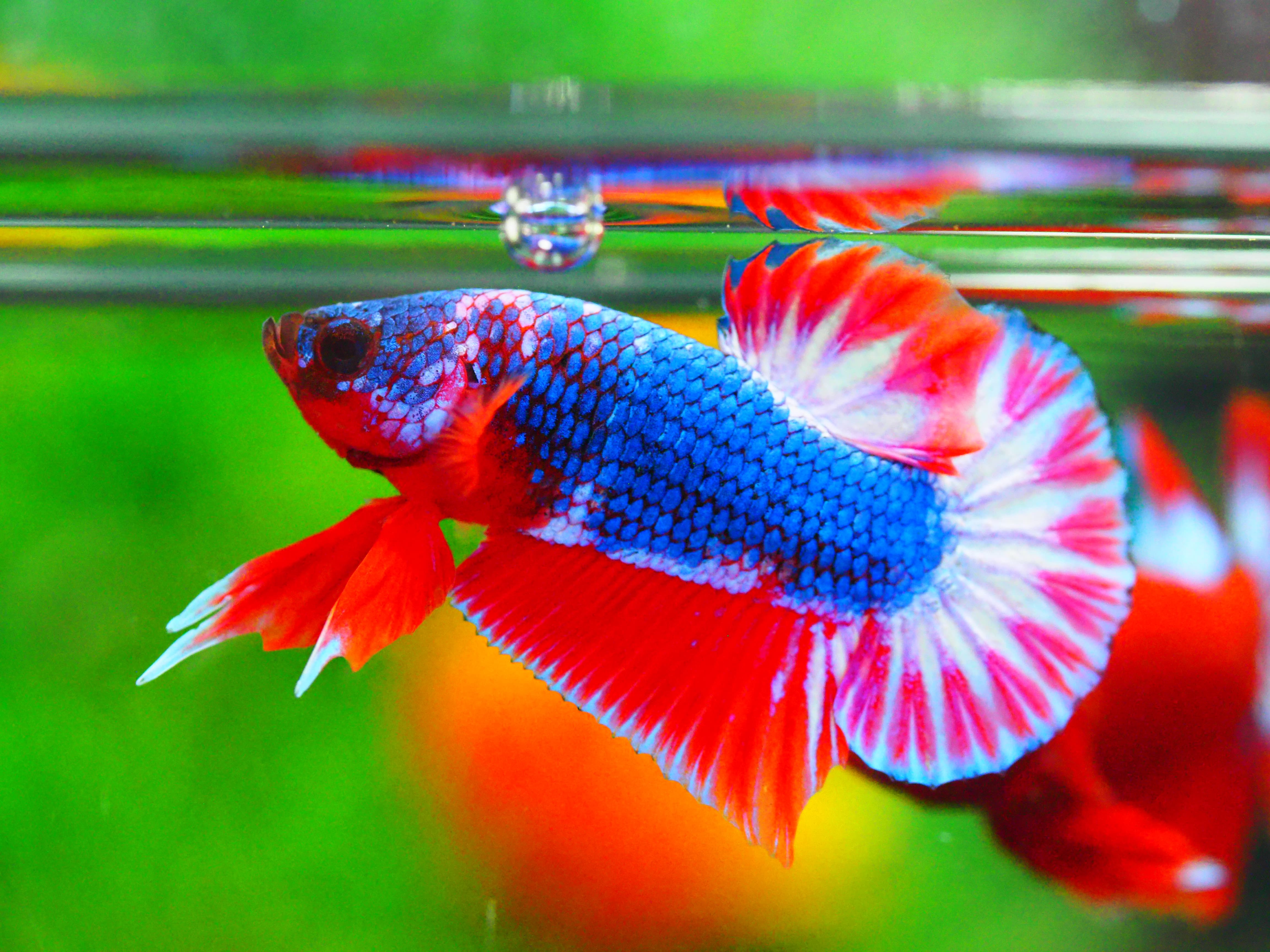 HMPK THAILAND MALE GRADE A +++++