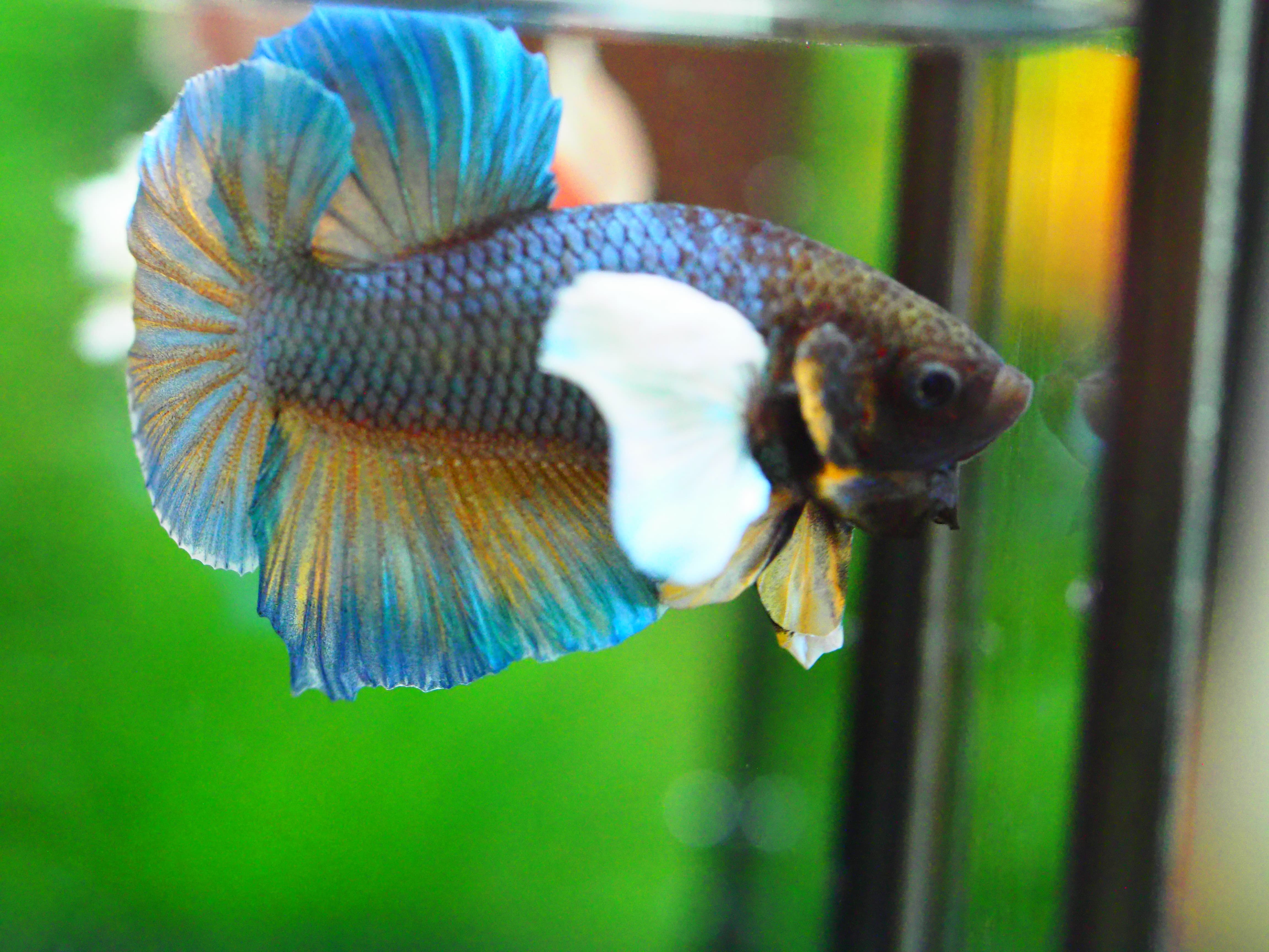 HMPK DUMBO MALE GRADE A +++