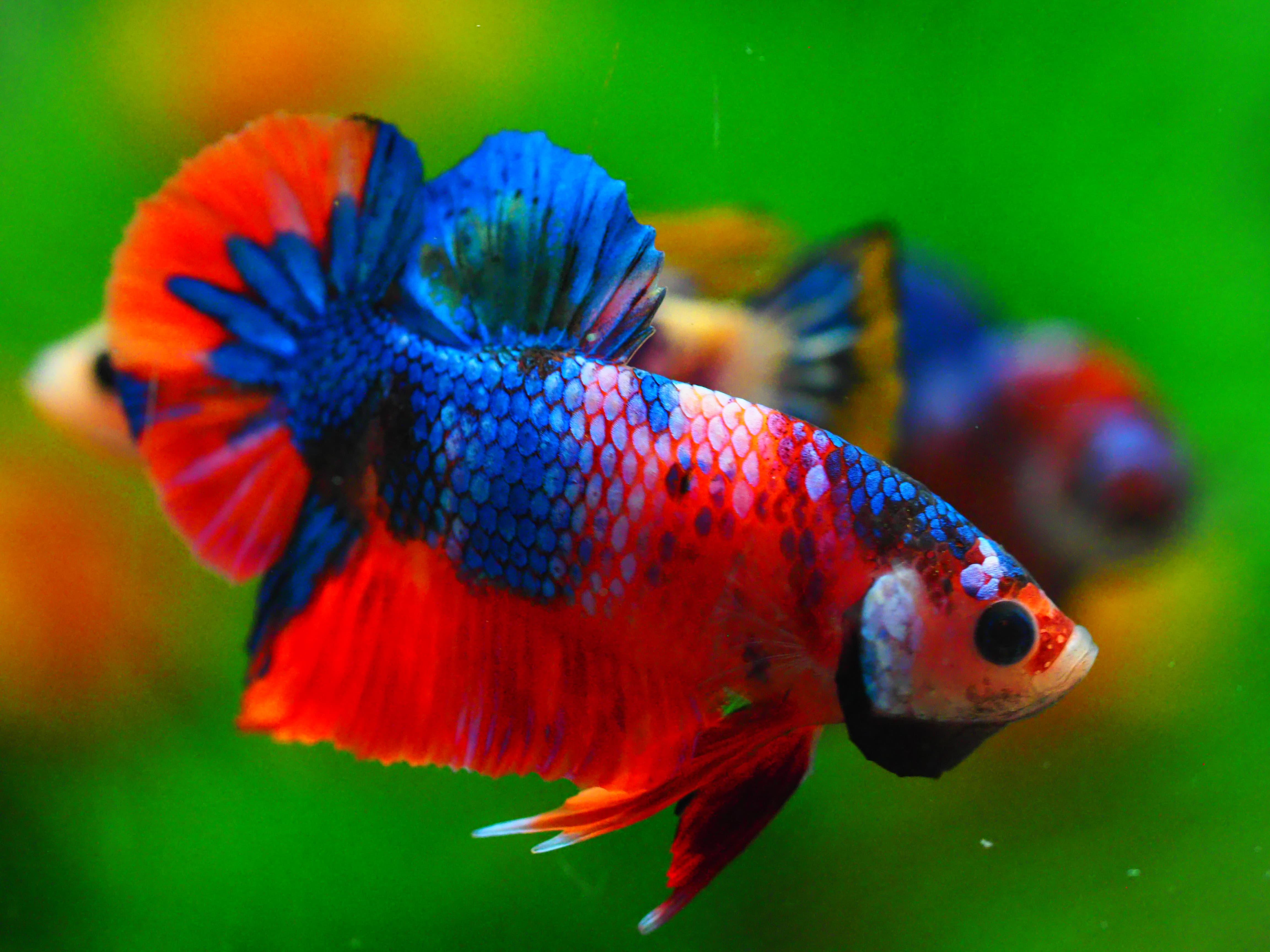 HMPK KOI GALAXY MALE GRADE A +++