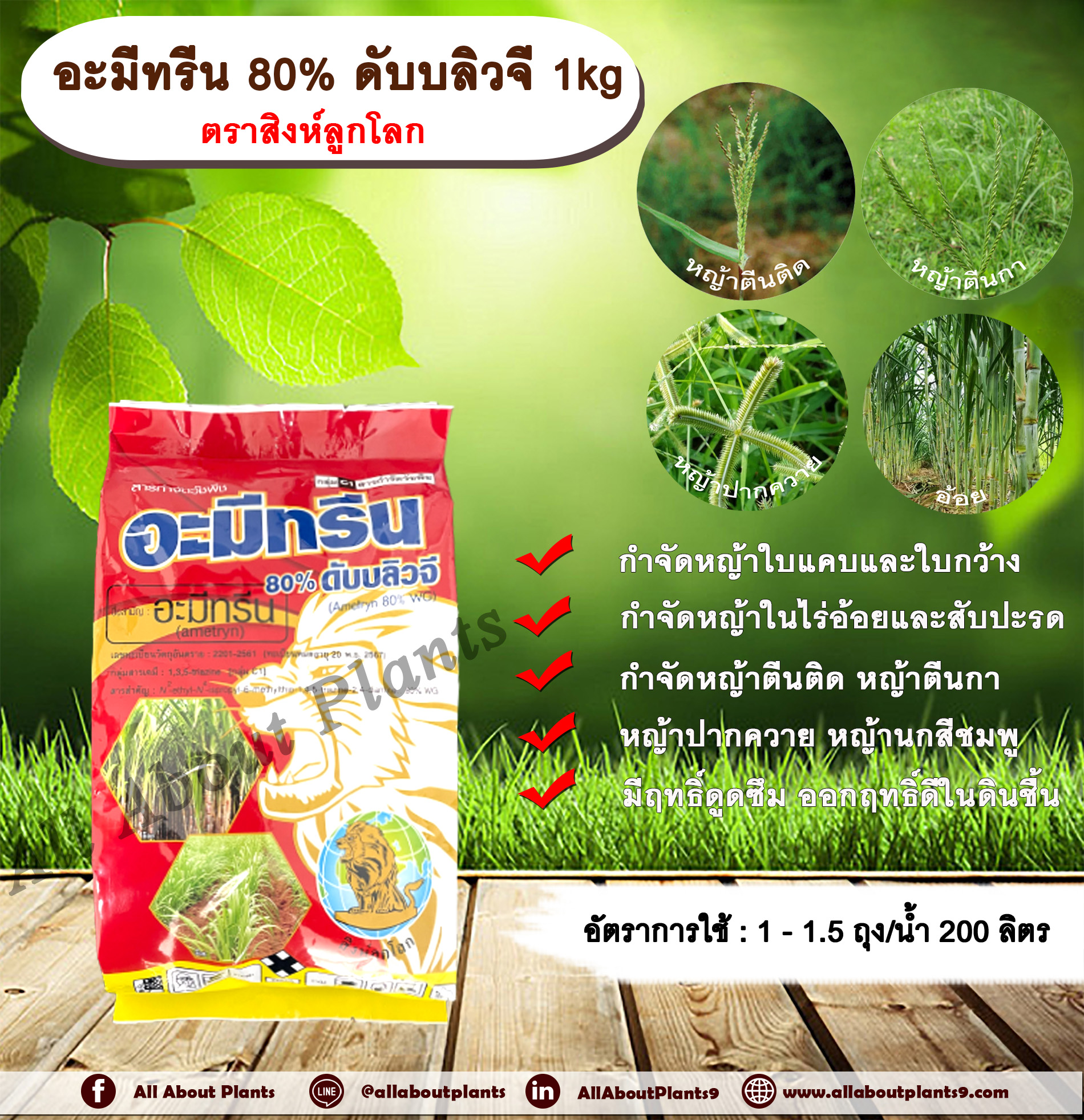อะมีทรีน 80% ดับบลิวจี 1kg. ตราสิงห์ลูกโลก อะมีทรีน อามีทรีน สารกำจัดวัชพืช กำจัดหญ้า ใบแคบและใบกว้าง กำจัดหญ้าในอ้อยและสับปะรด แบบดูดซึม ชนิดเม็ด กำจัดหญ้า หญ้าตีนติด หญ้าตีนกา หญ้าปากควาย หญ้านกสีชมพู หญ้าตีนนก ชิ้น
