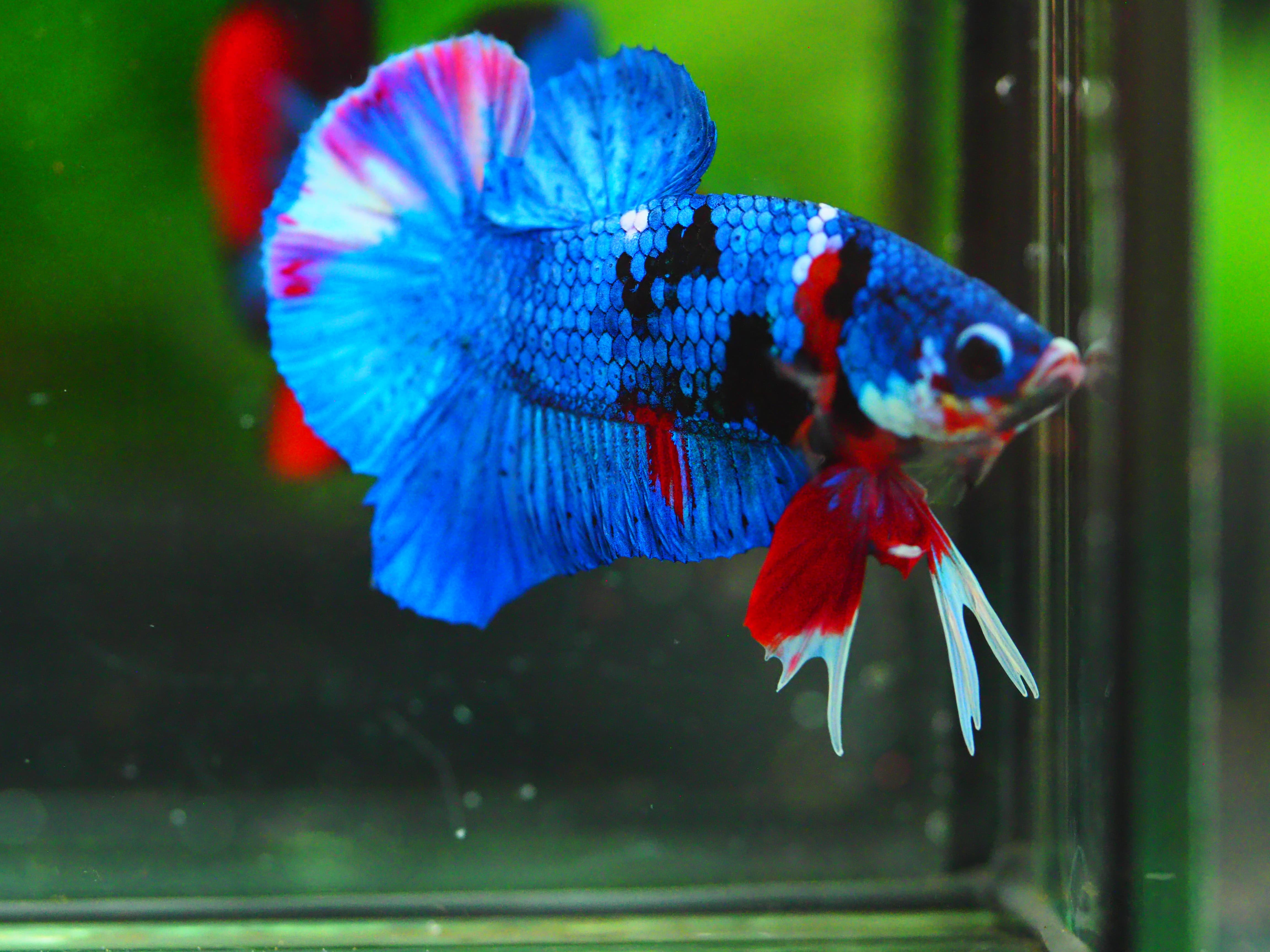 HMPK KOI GALAXY MALE GRADE A +++