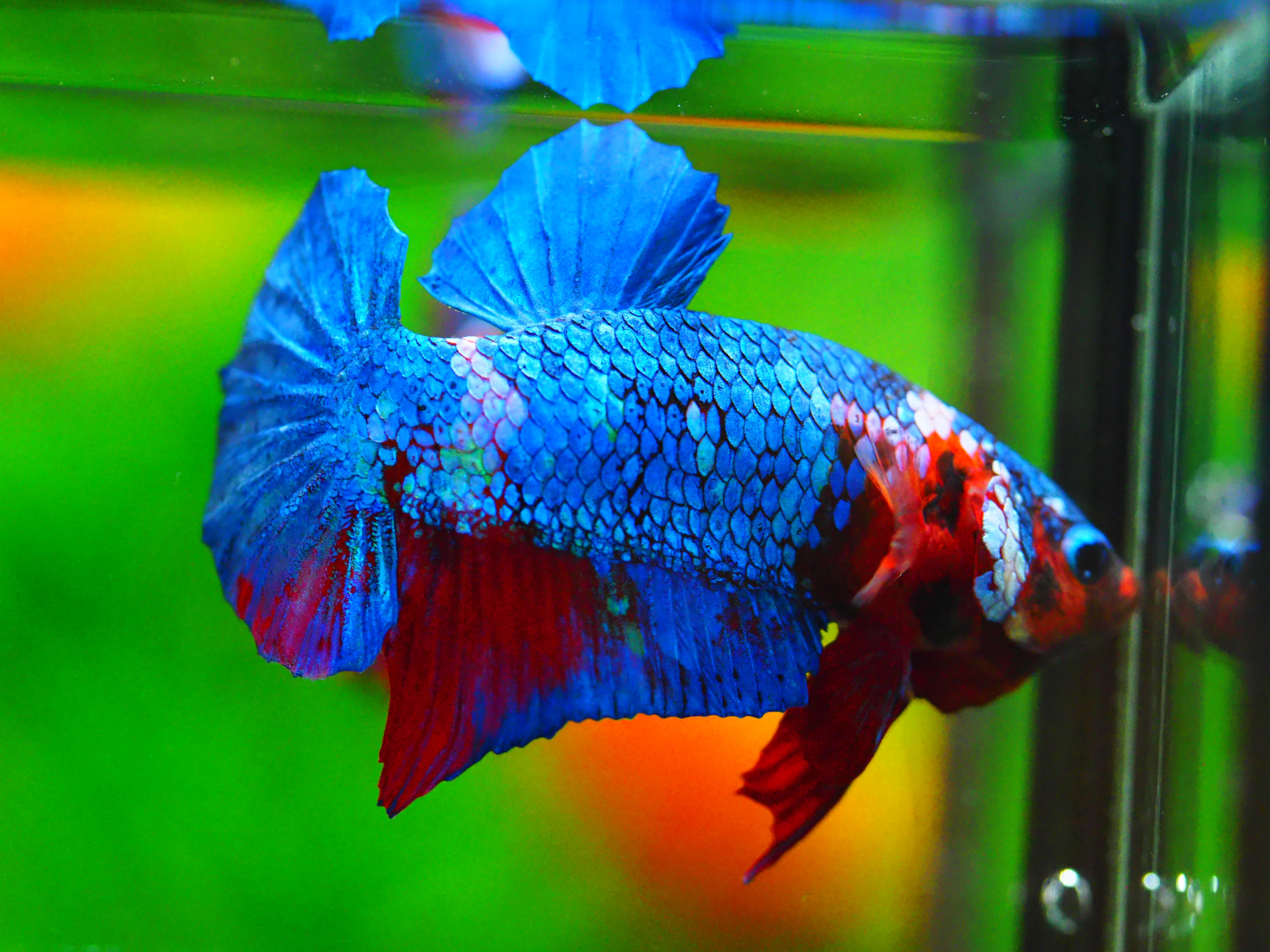 HMPK KOI GALAXY MALE GRADE A +++