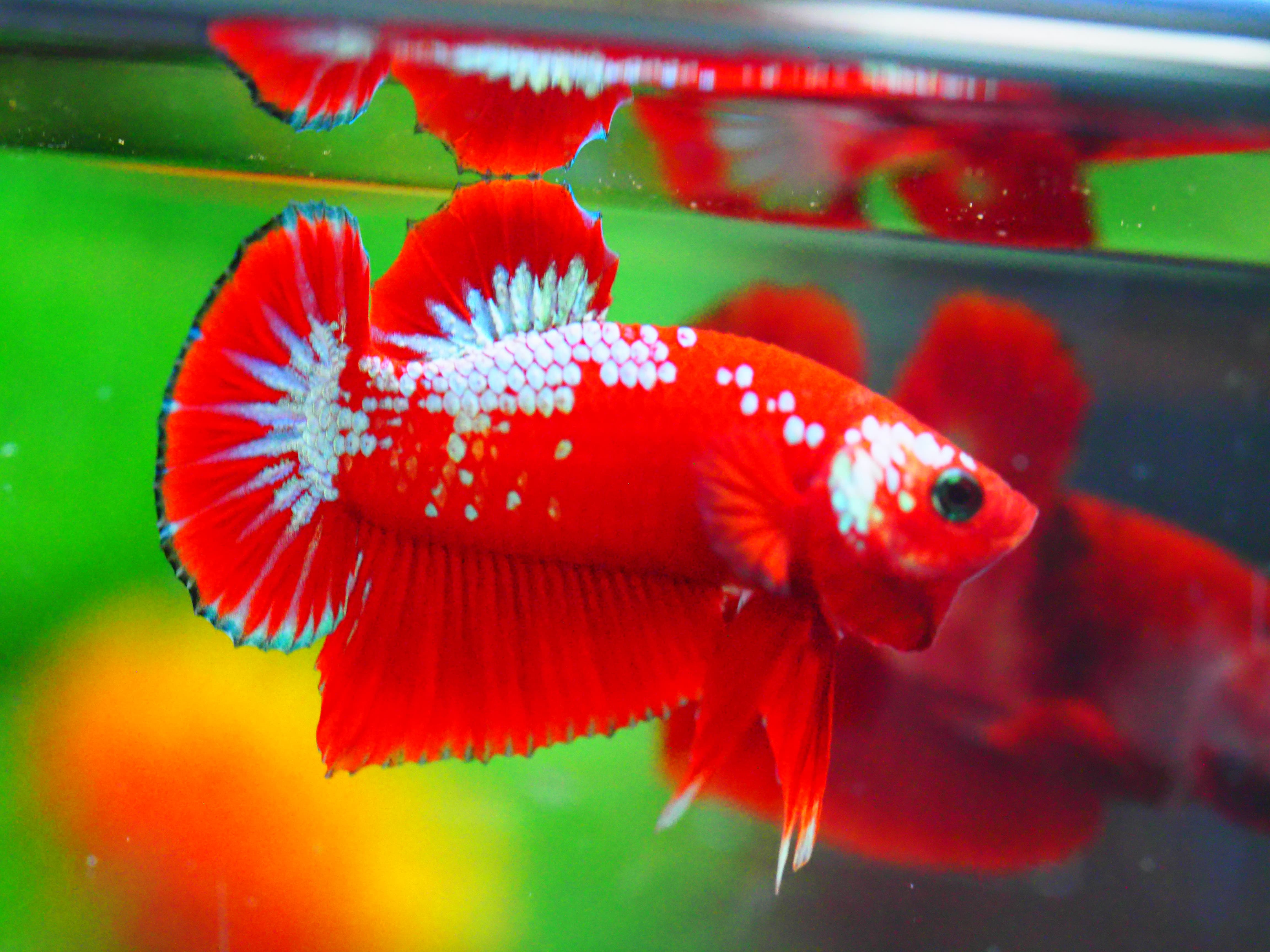 HMPK HELLBOY MALE GRADE A +++