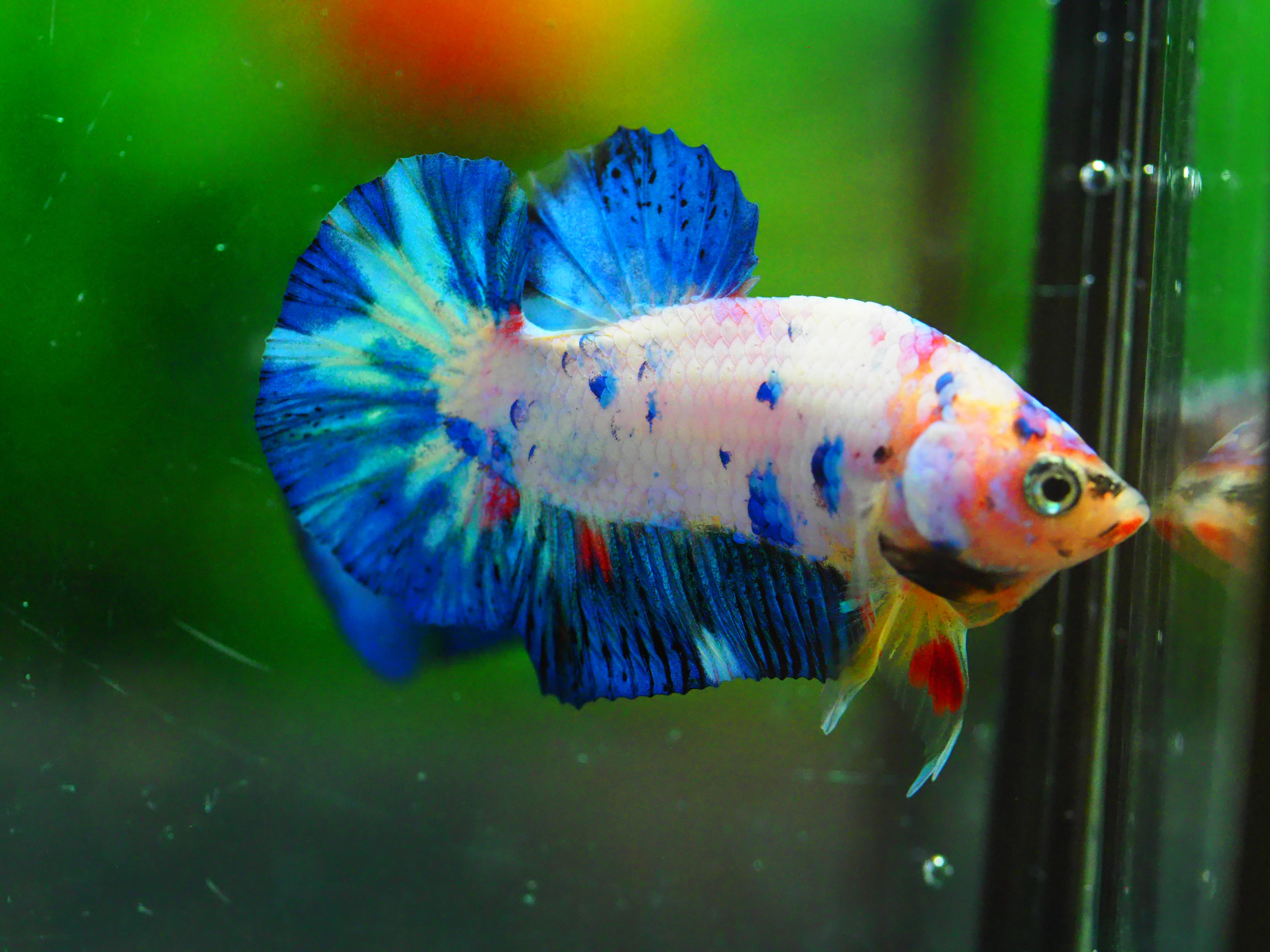 HMPK FANCY MALE GRADE A +++