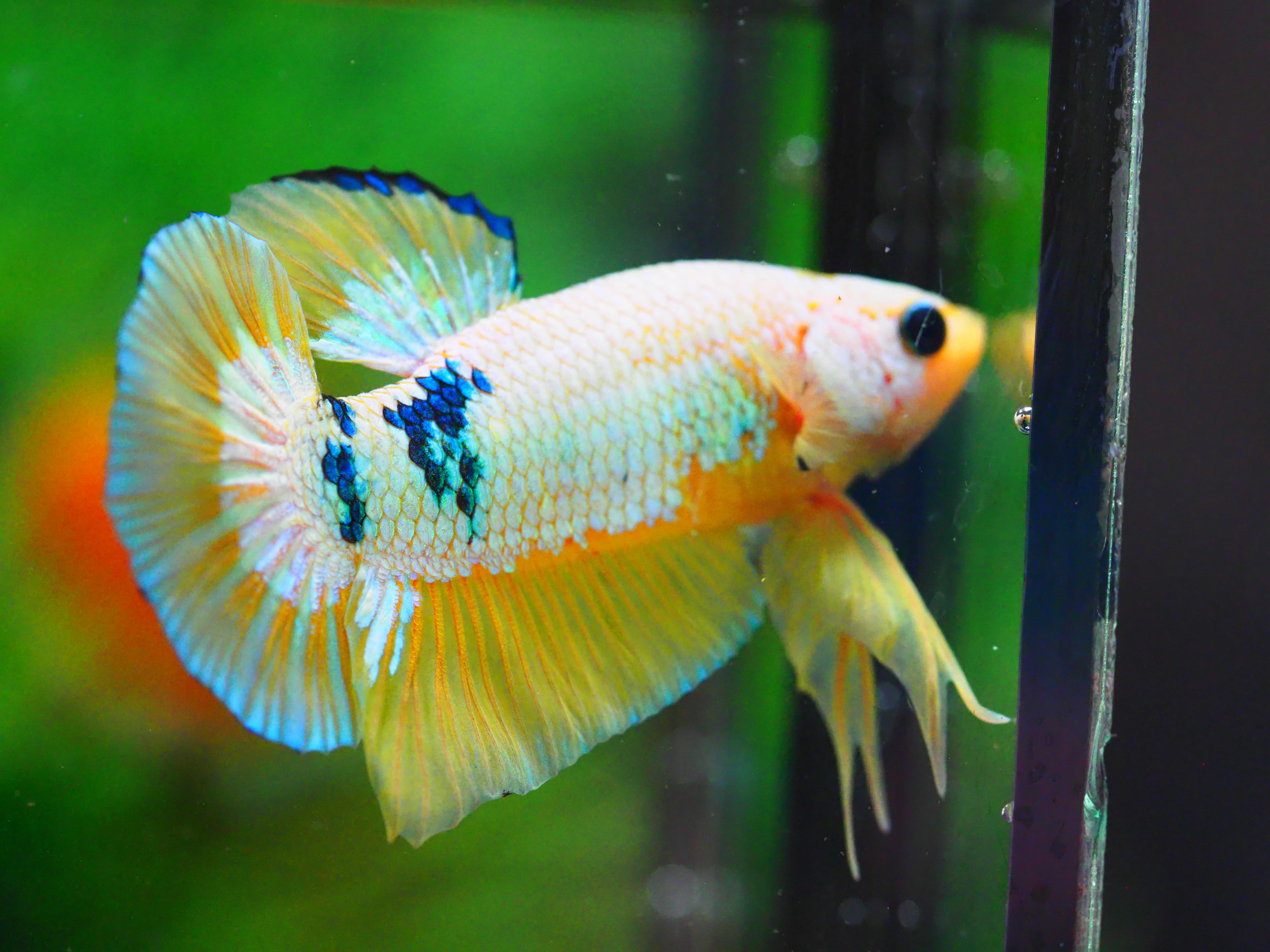 HMPK FANCY MALE GRADE A +++