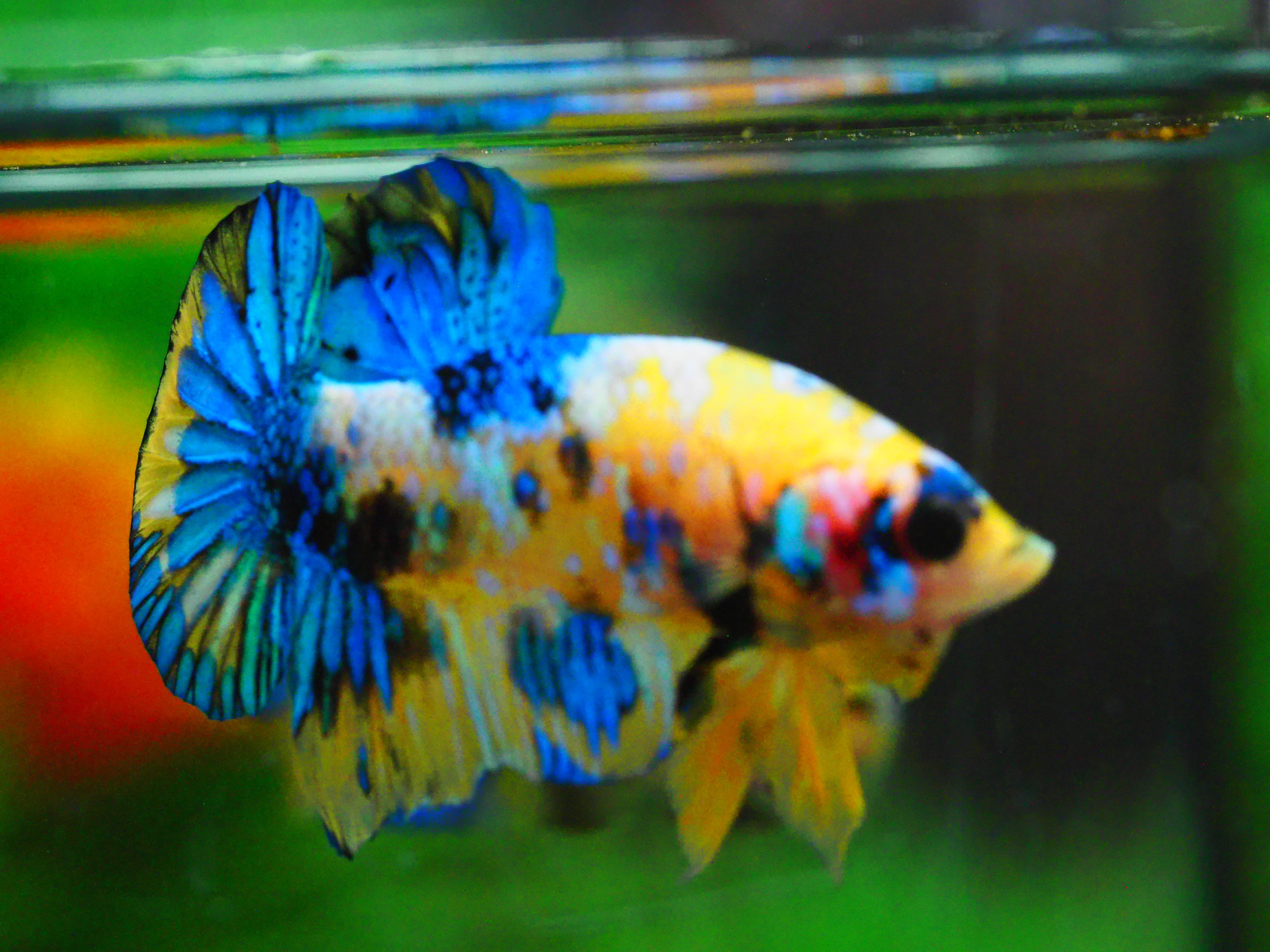 HMPK KOI YELLOW MALE GRADE A +++