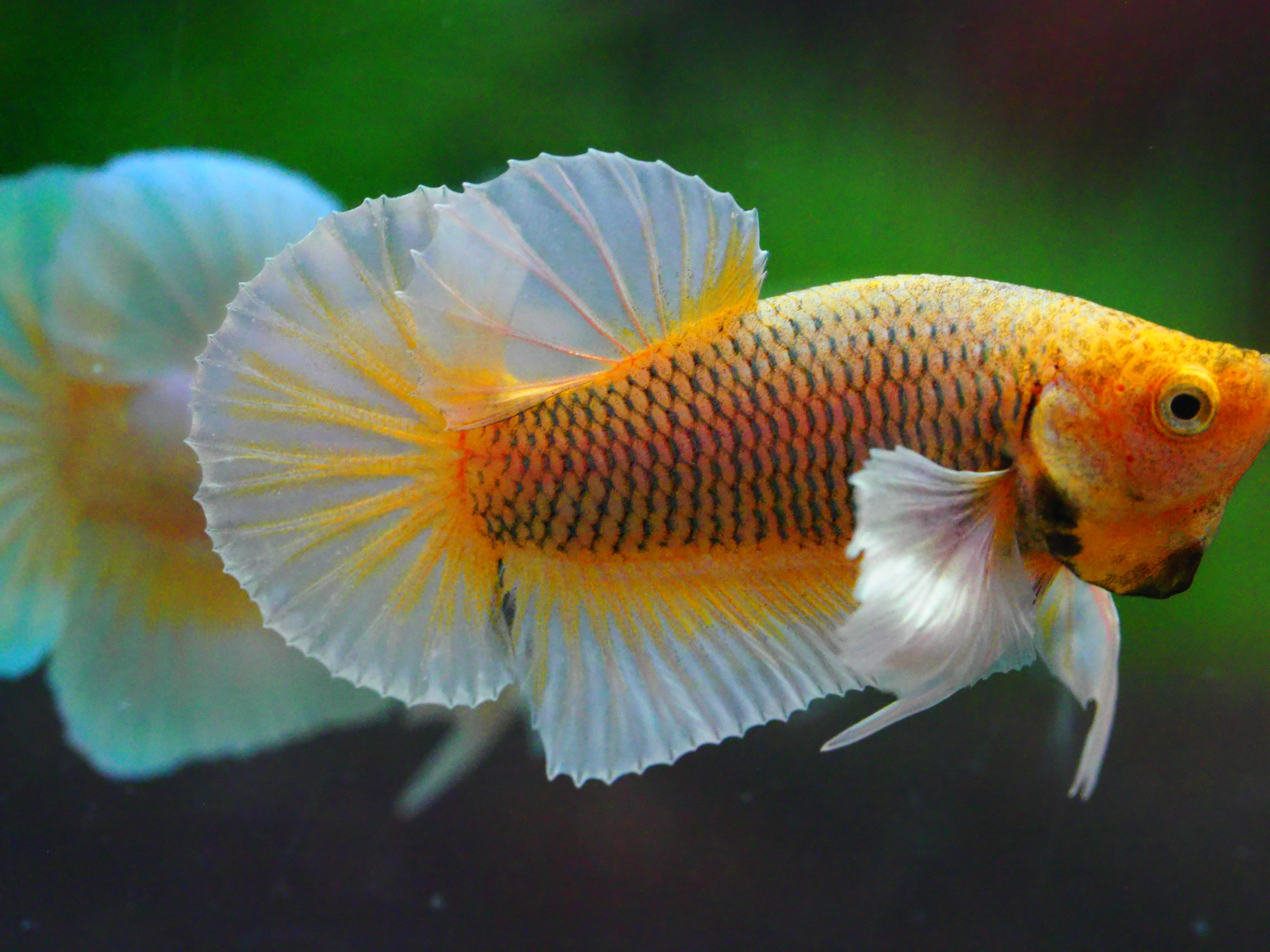 HMPK DUMBO MALE GRADE A +++