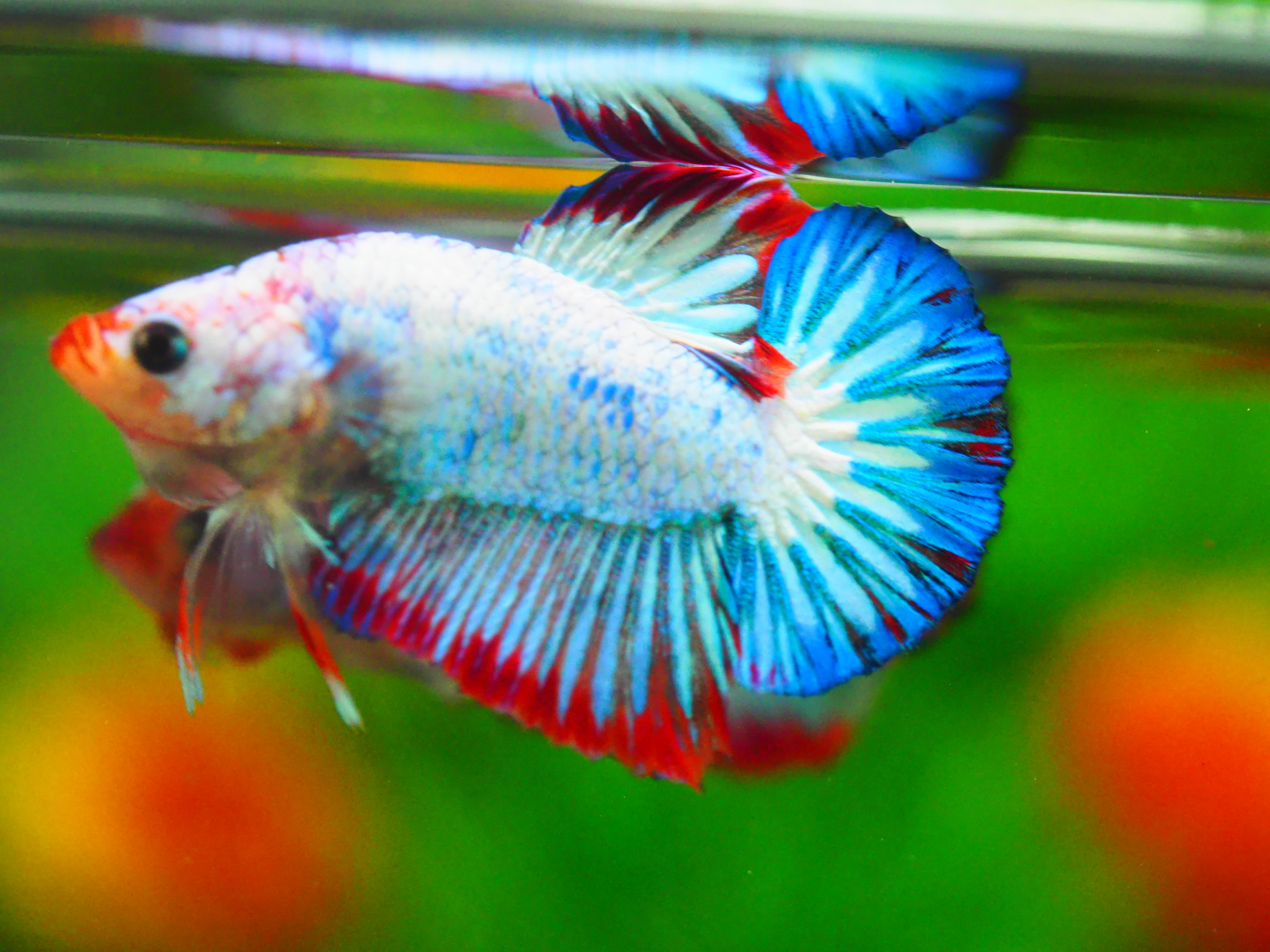 HMPK FANCY MALE GRADE A +++