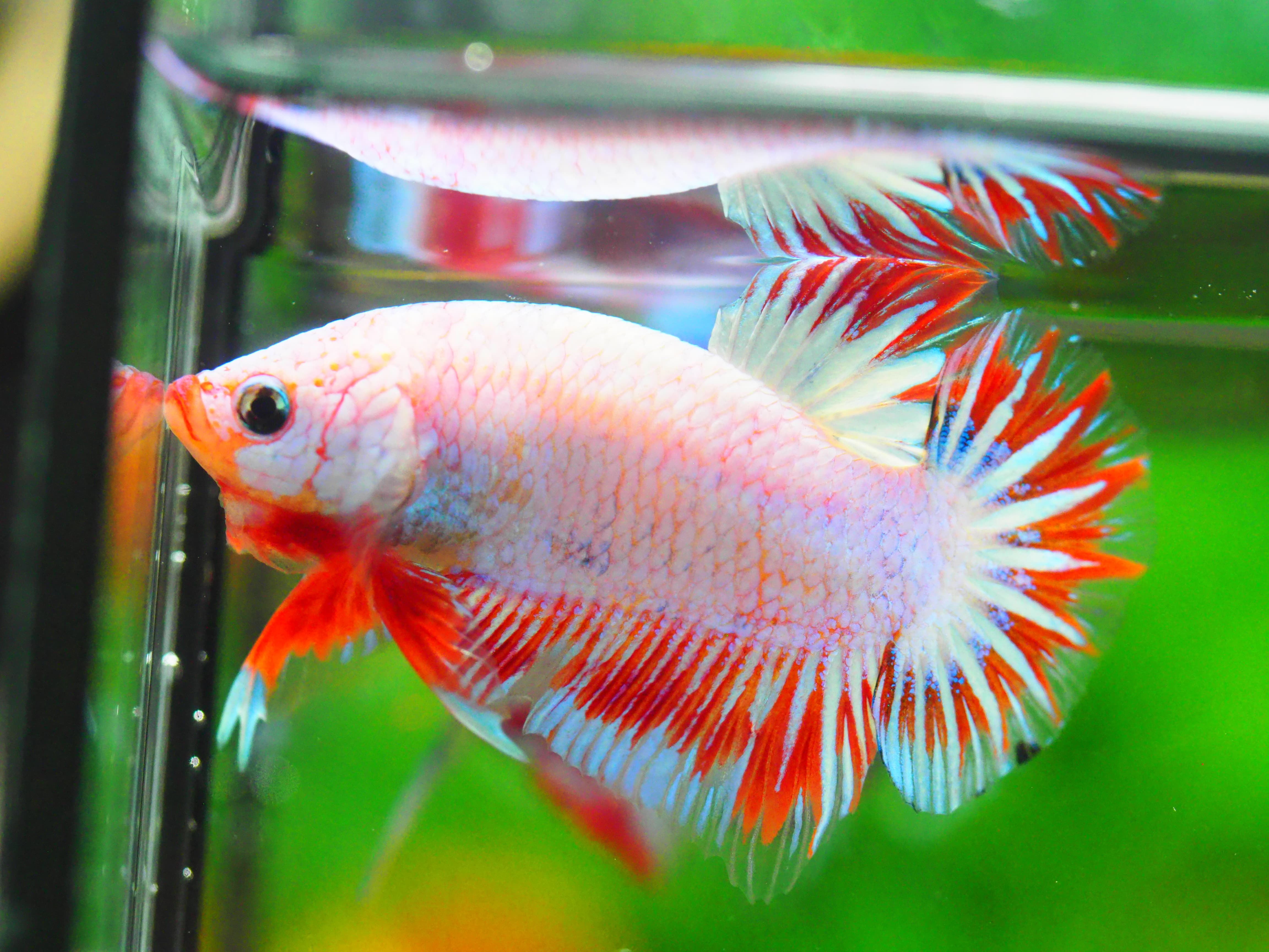 HMPK FANCY MALE GRADE A +++