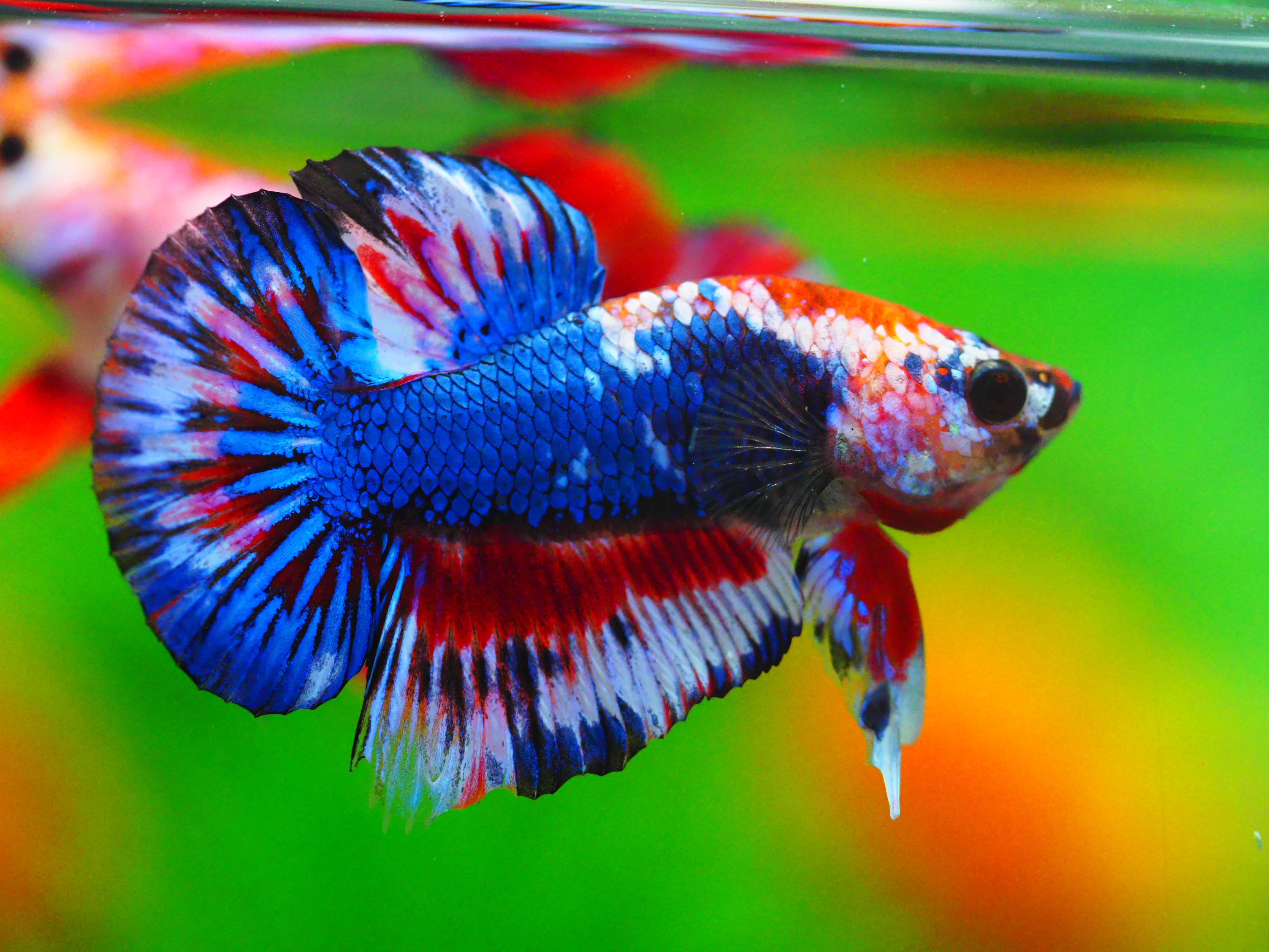 HMPK FANCY MALE GRADE A +++