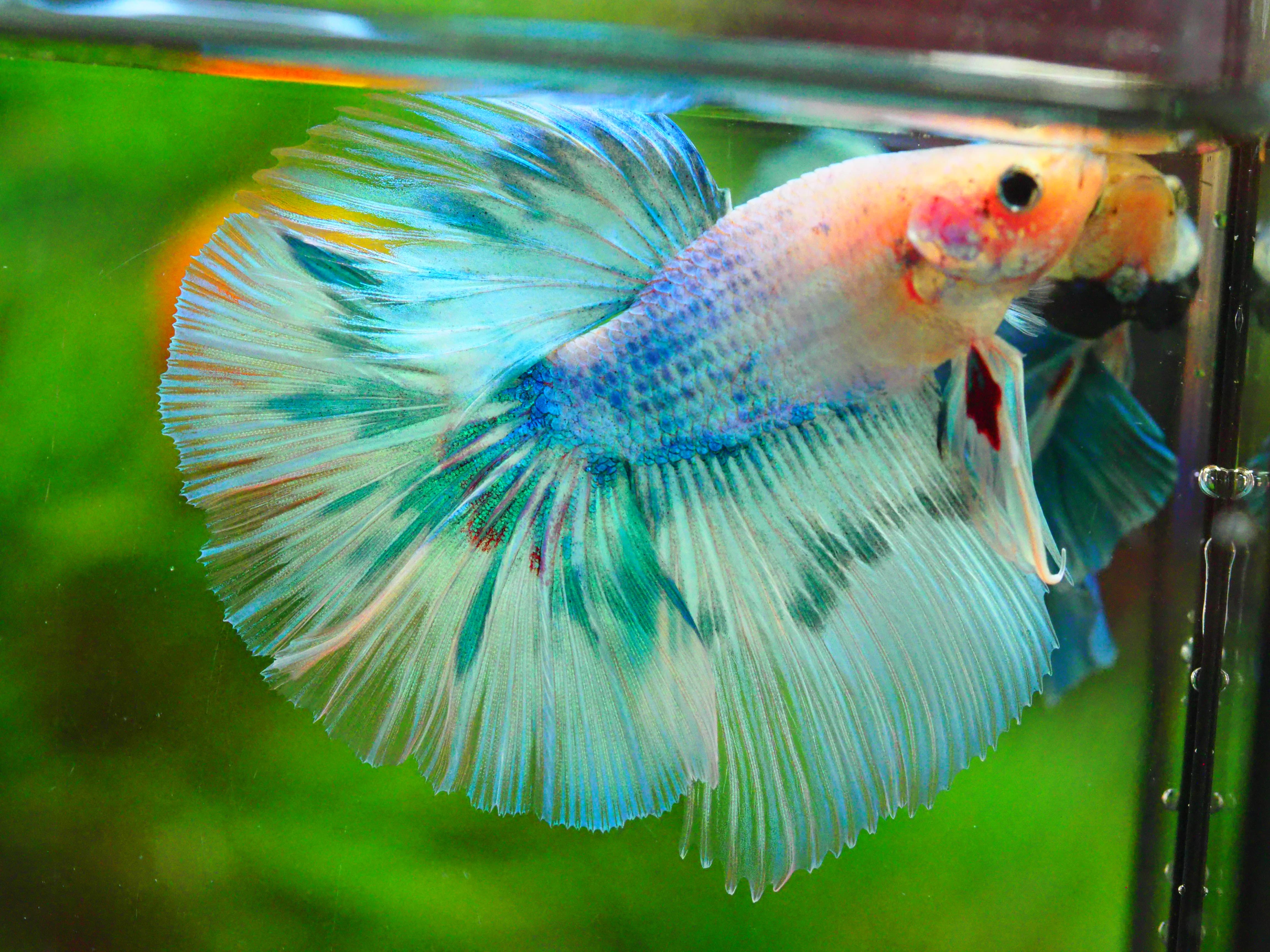 HM FANCY MALE GRADE A +++