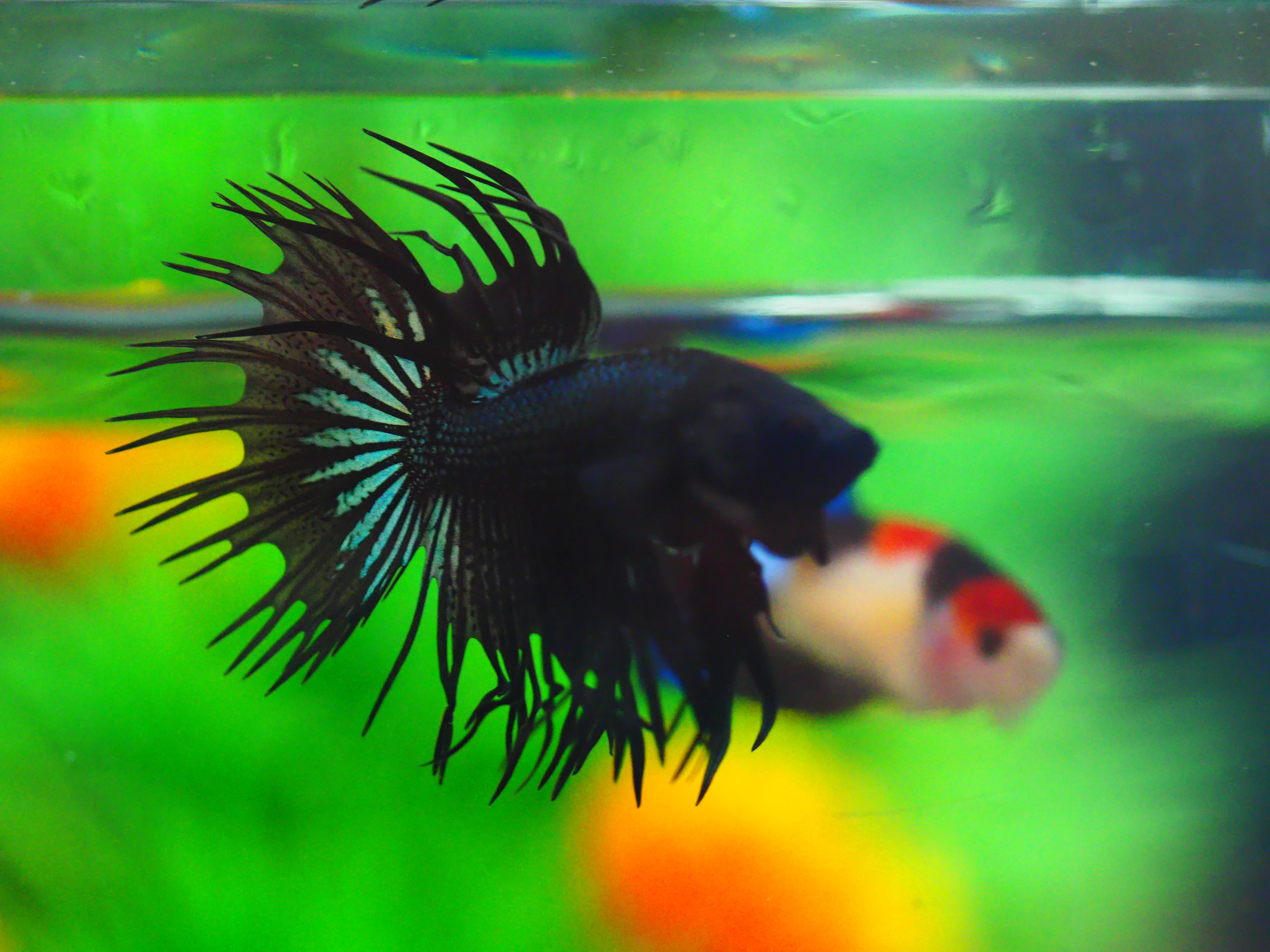 CT BLACK MALE